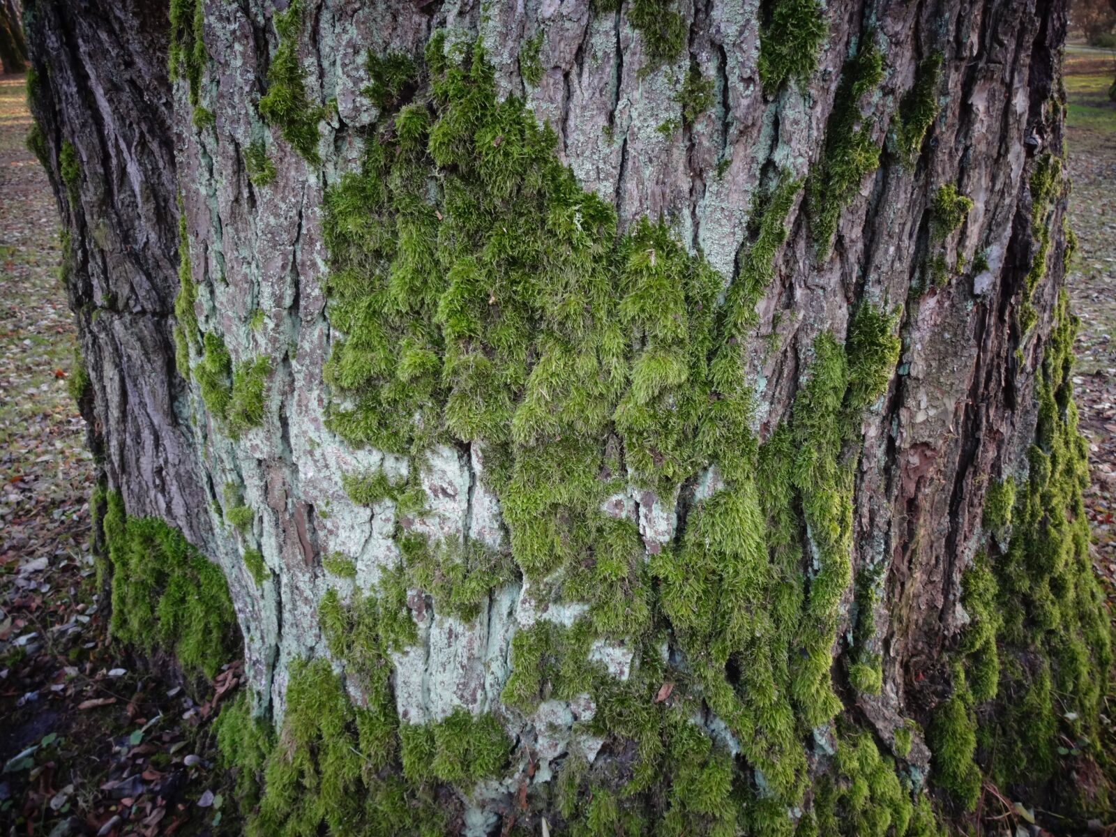 Sony DSC-WX100 sample photo. The bark, moss, tree photography