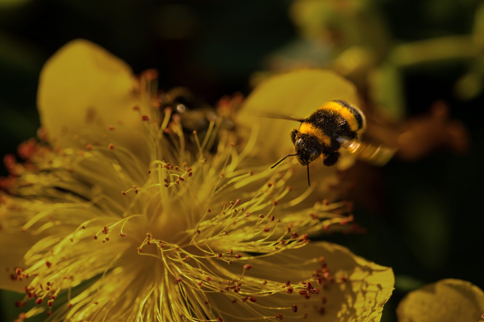 Canon EOS 6D Mark II sample photo. Bee, yellow, flower photography