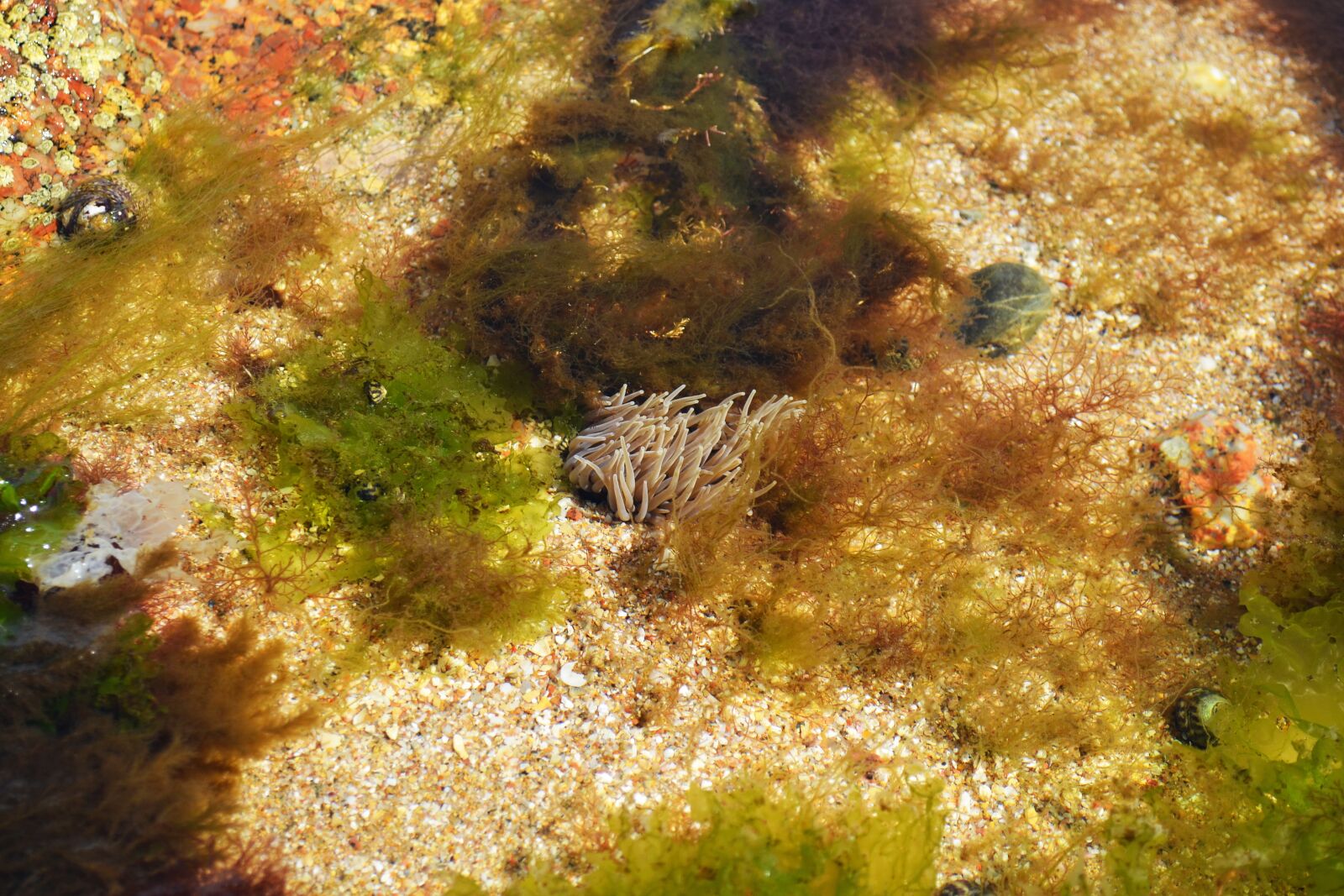 Nikon D3100 sample photo. Beadlet anemone, open anemone photography