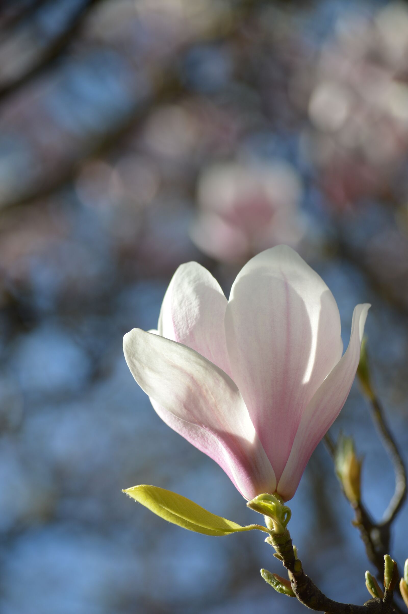 Nikon D3200 sample photo. Magnolia, blossom, bloom photography