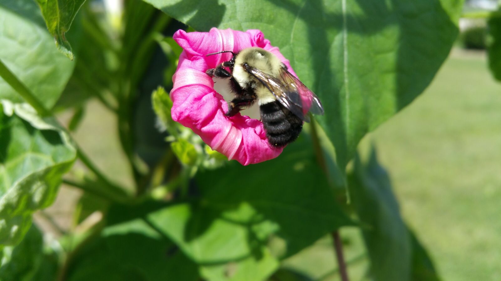 Samsung Galaxy Note4 sample photo. Bee, flower, nature photography