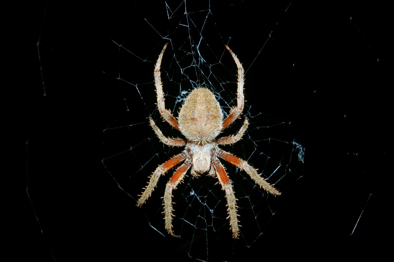 Pentax *ist DL sample photo. Spider, arthropod, arachnid photography