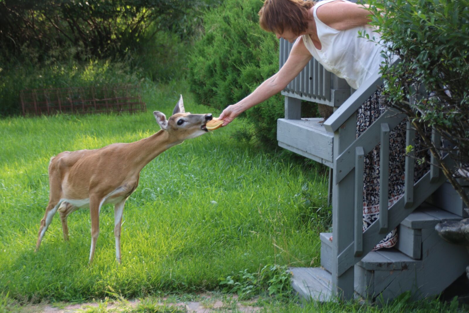 Canon EOS 70D sample photo. Deer, eating, bread photography