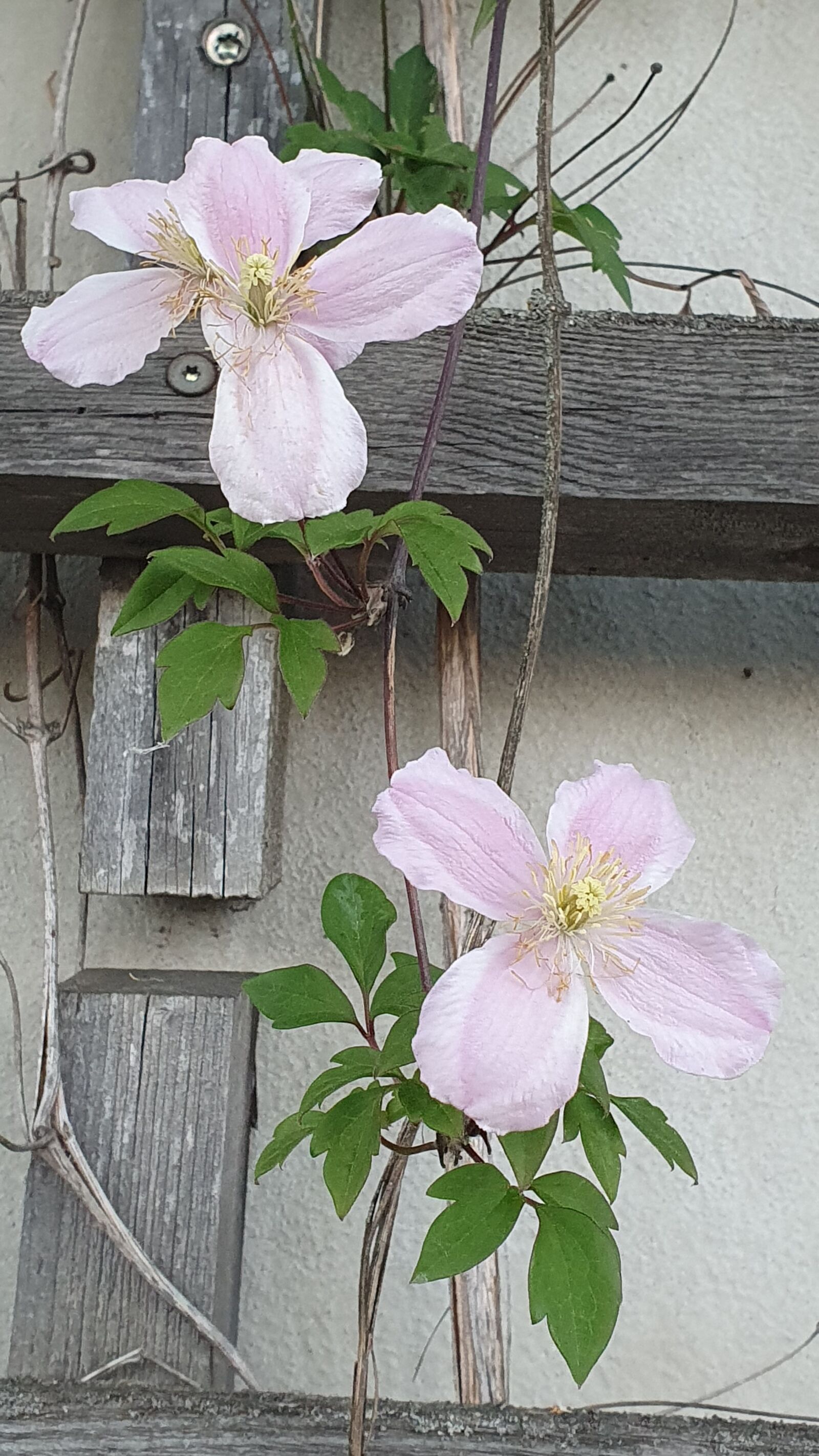 Samsung Galaxy S10+ sample photo. Clematis, pink, wood photography