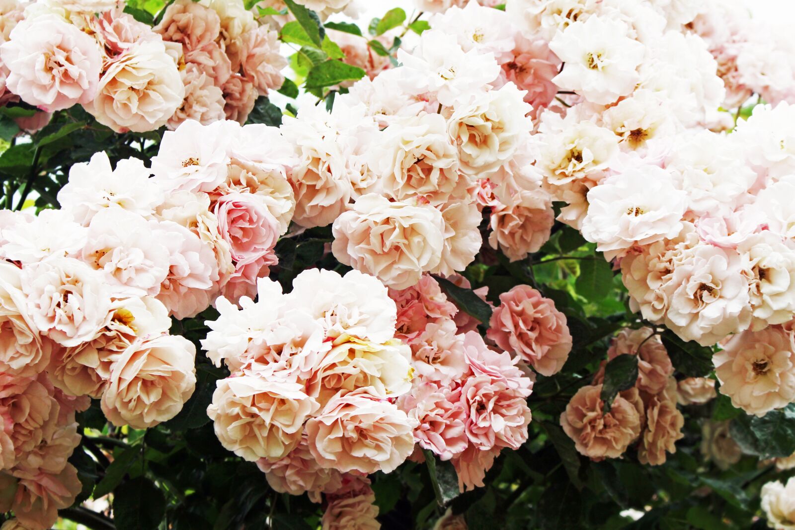 Canon EOS 700D (EOS Rebel T5i / EOS Kiss X7i) sample photo. Climbing, garden, light pink photography