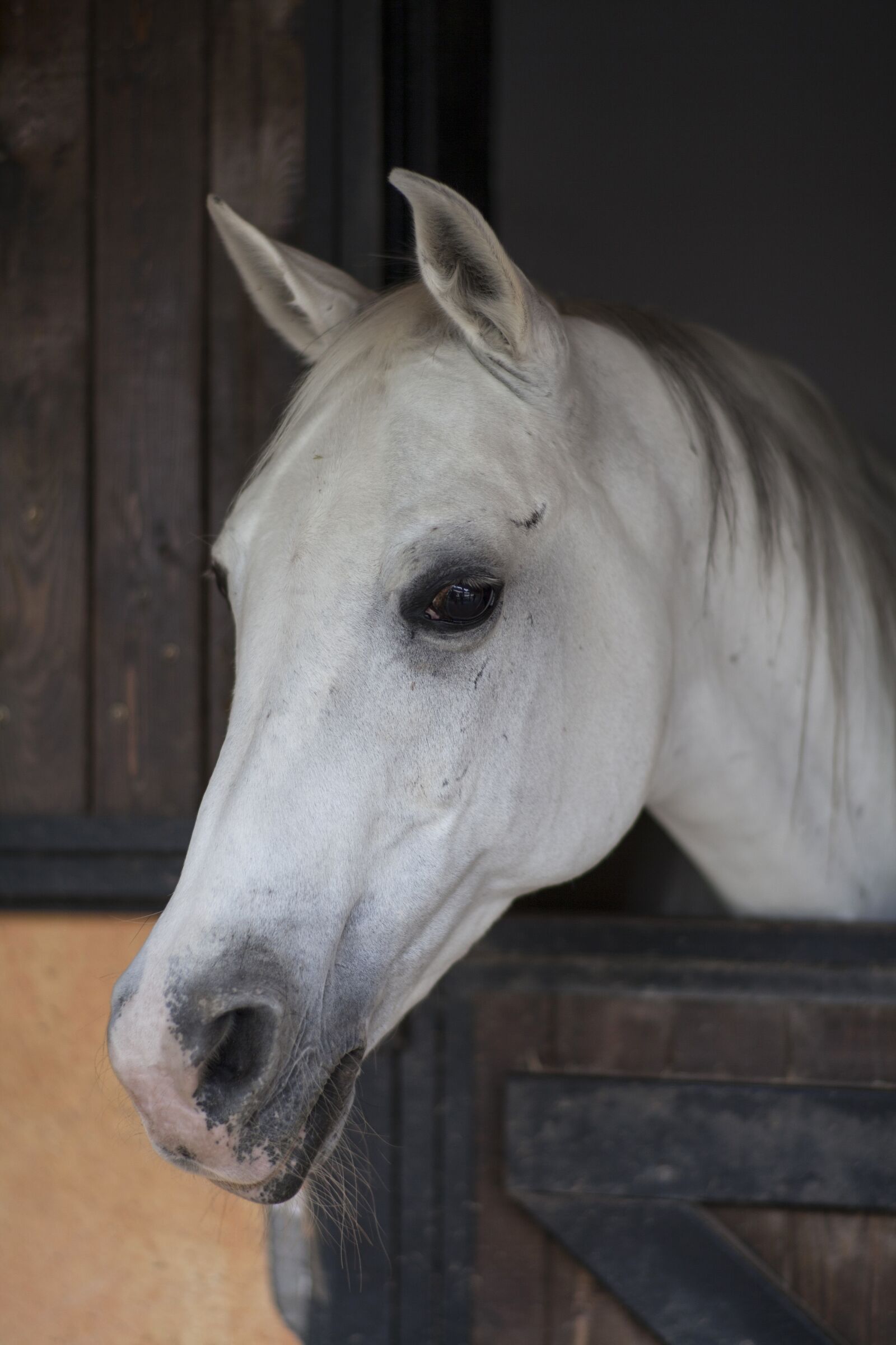 ZEISS Planar T* 85mm F1.4 sample photo. Horse, animal, portrait photography