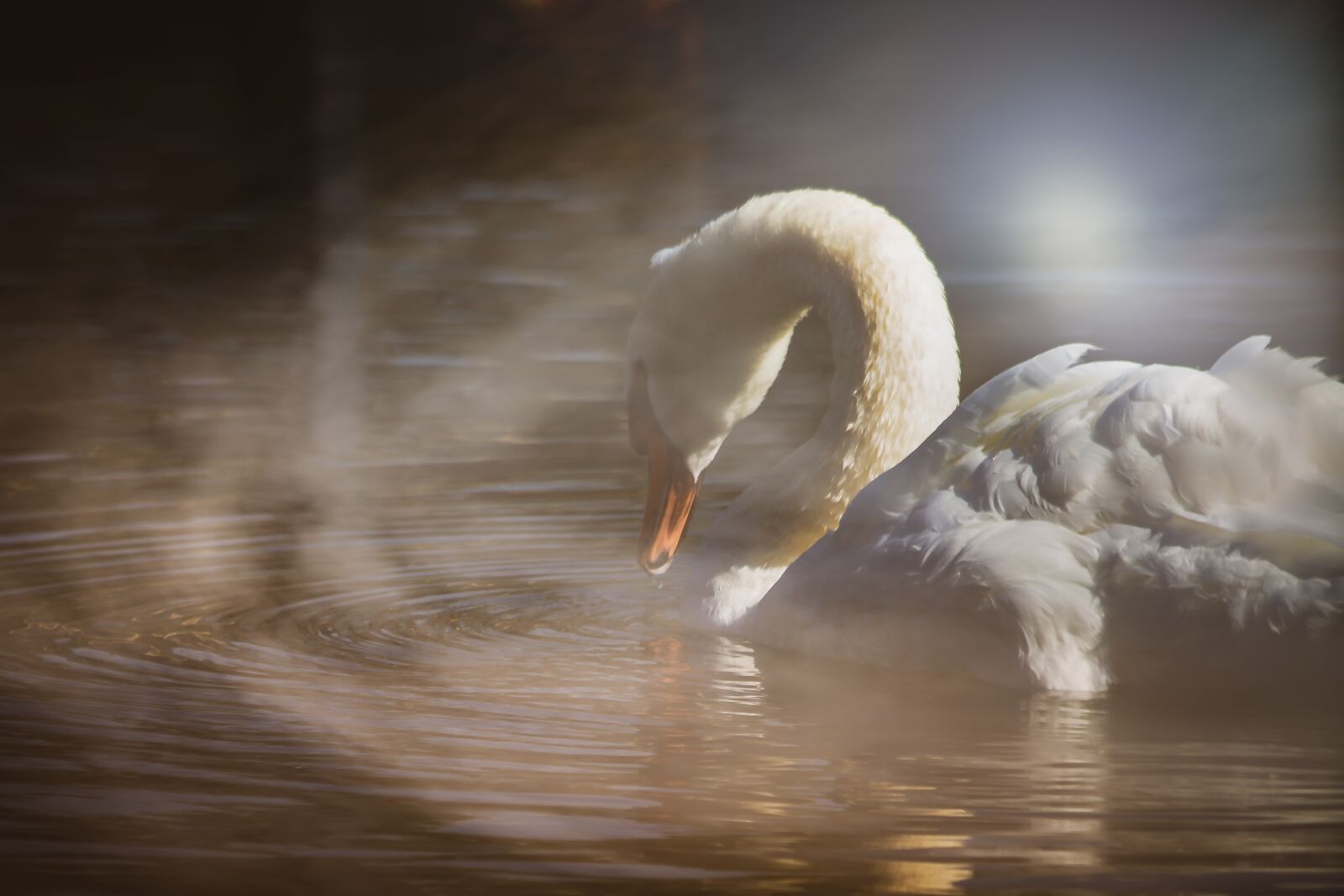 Canon EOS 7D sample photo. Swan, night, fog photography