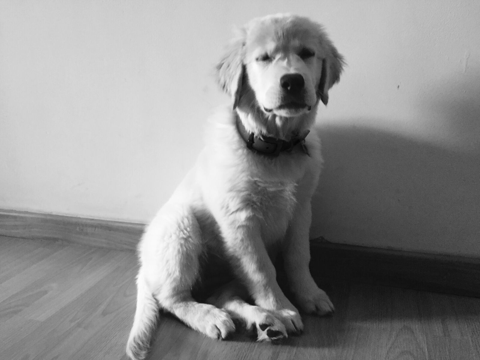 Apple iPhone 6 sample photo. Cute, dog, eyes, closed photography