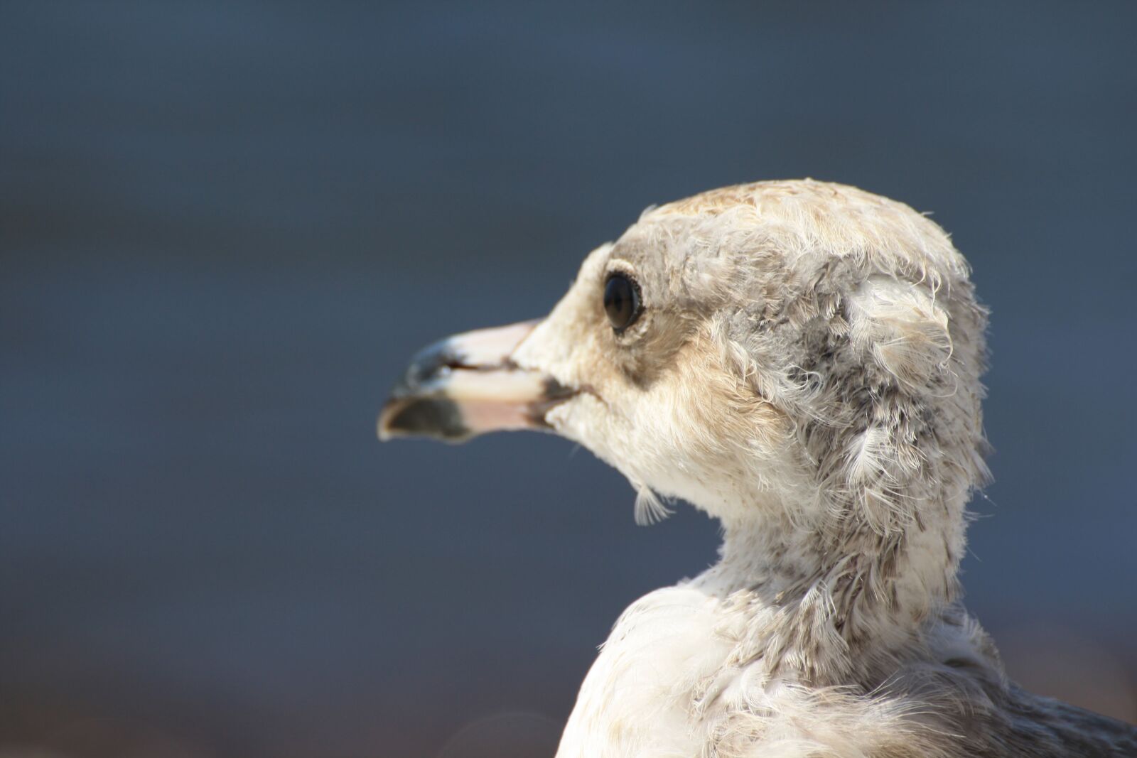 Canon EOS 1000D (EOS Digital Rebel XS / EOS Kiss F) sample photo. Seagull, first floor, seabirds photography