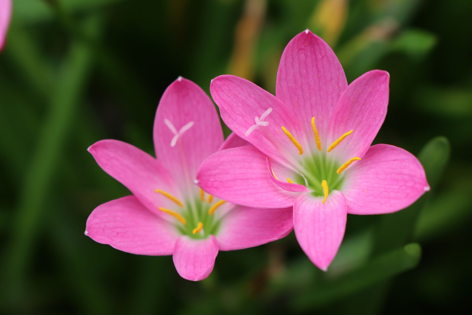 Canon EOS M6 sample photo. Couple of pink flowers photography