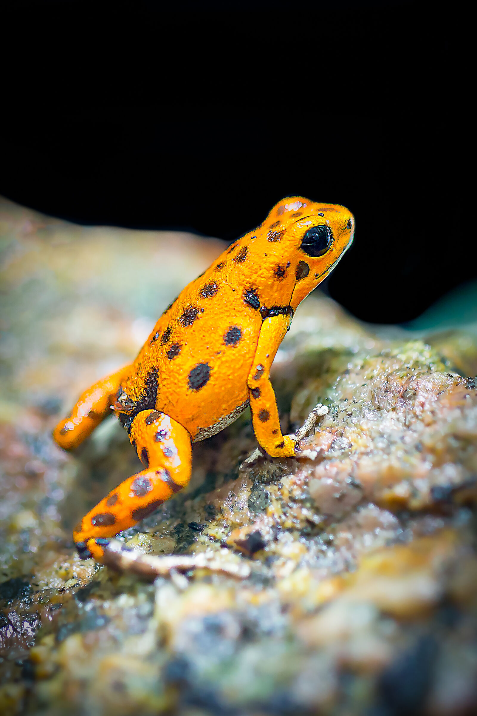 Canon EOS 5D Mark III + Canon EF 100mm F2.8L Macro IS USM sample photo. Orange, and, black, frog photography