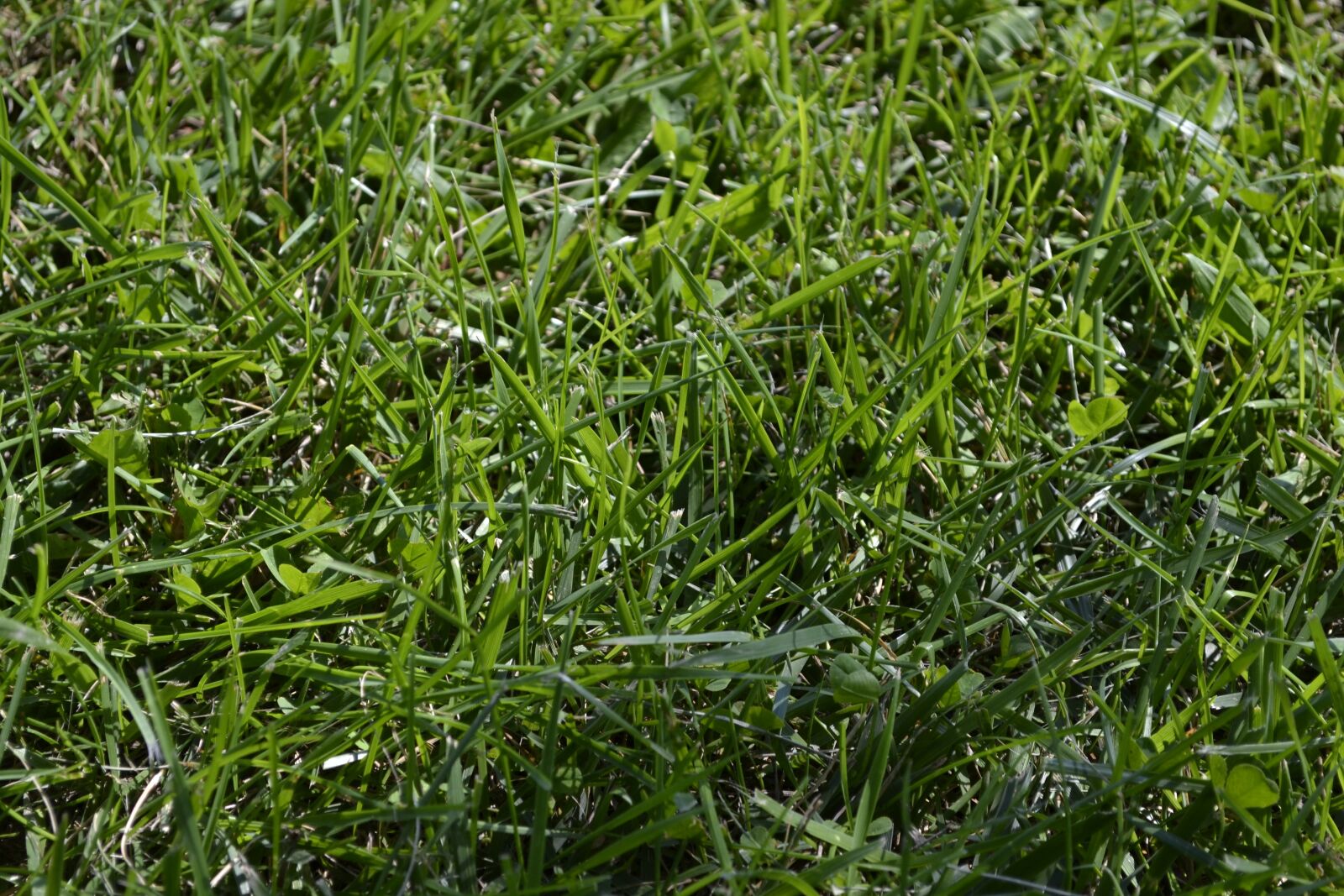 Nikon D3100 sample photo. Outdoors, summer, grass photography