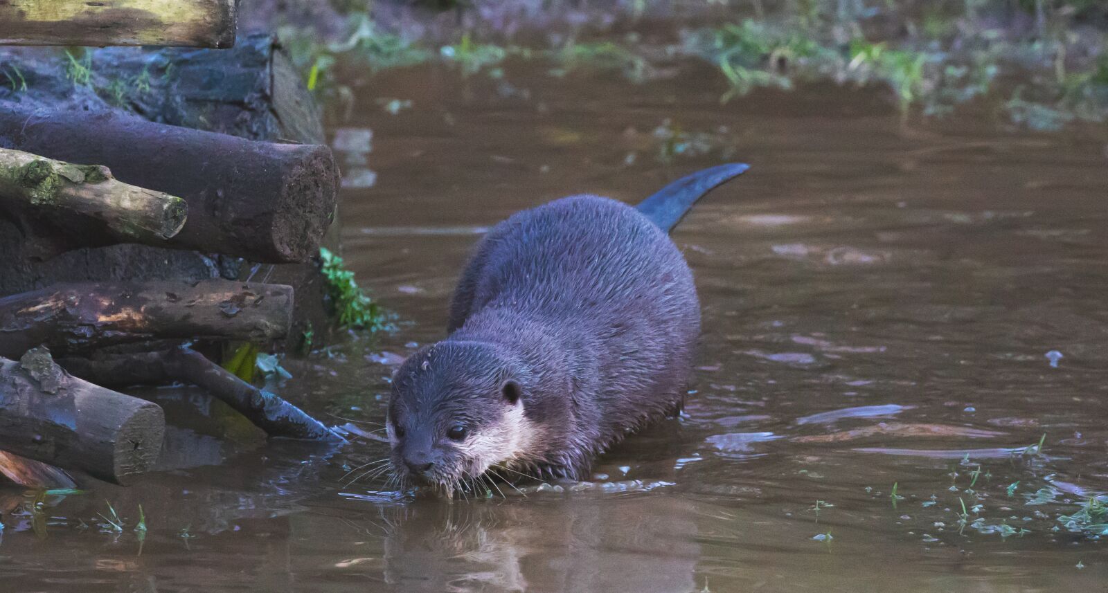 Canon EOS 7D Mark II sample photo. Asian short-clawed otter, otter photography