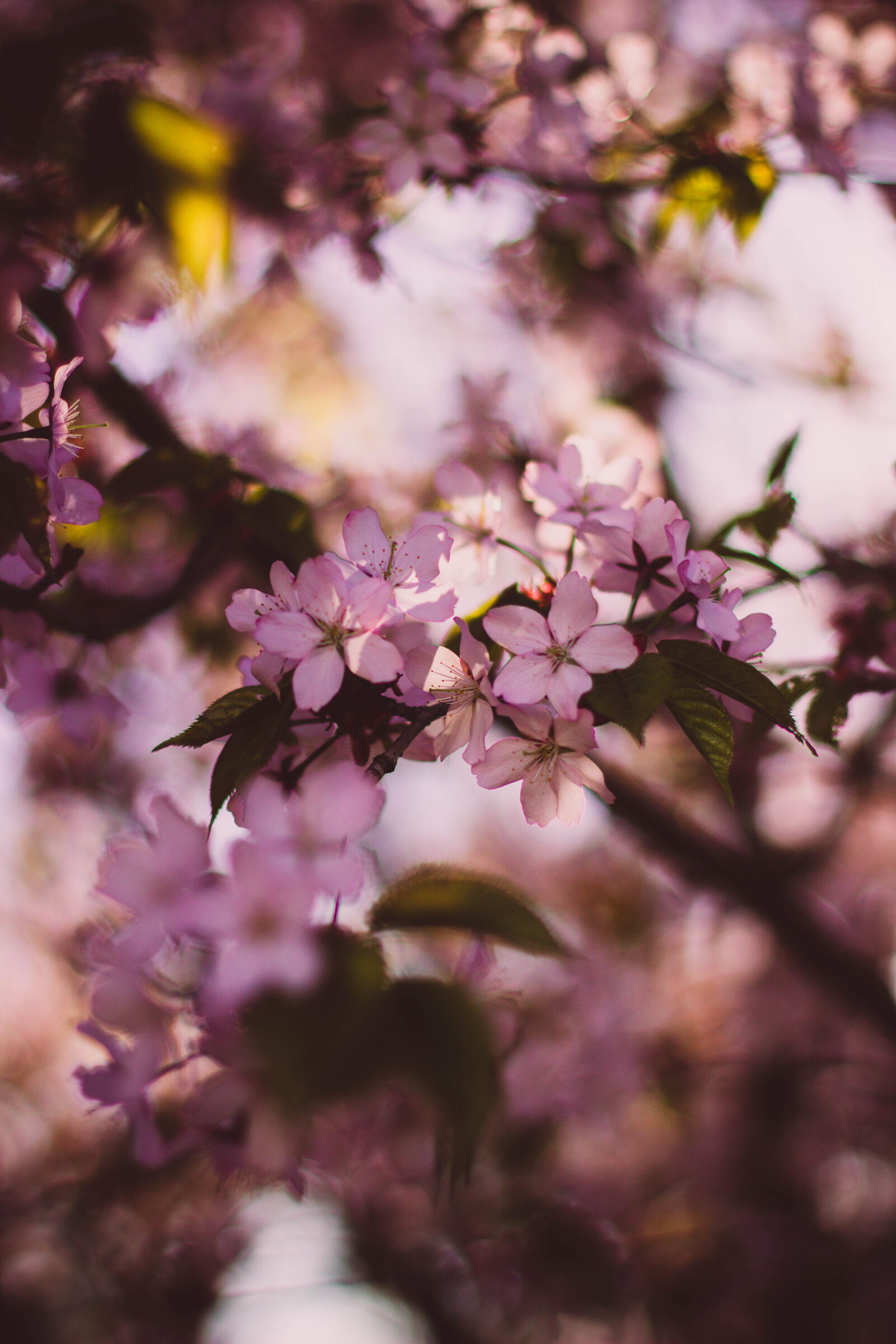 Canon EOS 600D (Rebel EOS T3i / EOS Kiss X5) + Canon EF 50mm F1.4 USM sample photo. Nature, pink, flowers, branches photography