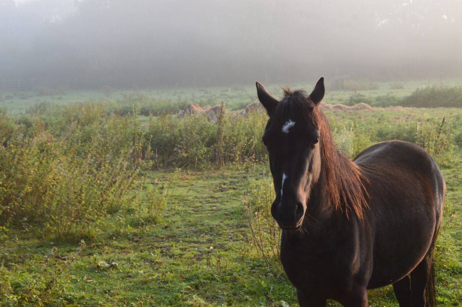Nikon D3200 sample photo. Horse, landscape, nature photography