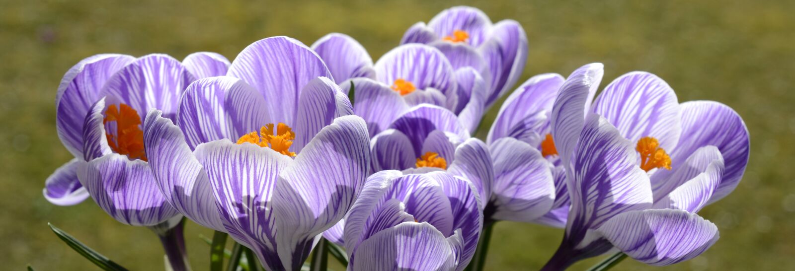 Nikon D7100 sample photo. Crocus, flower, spring photography