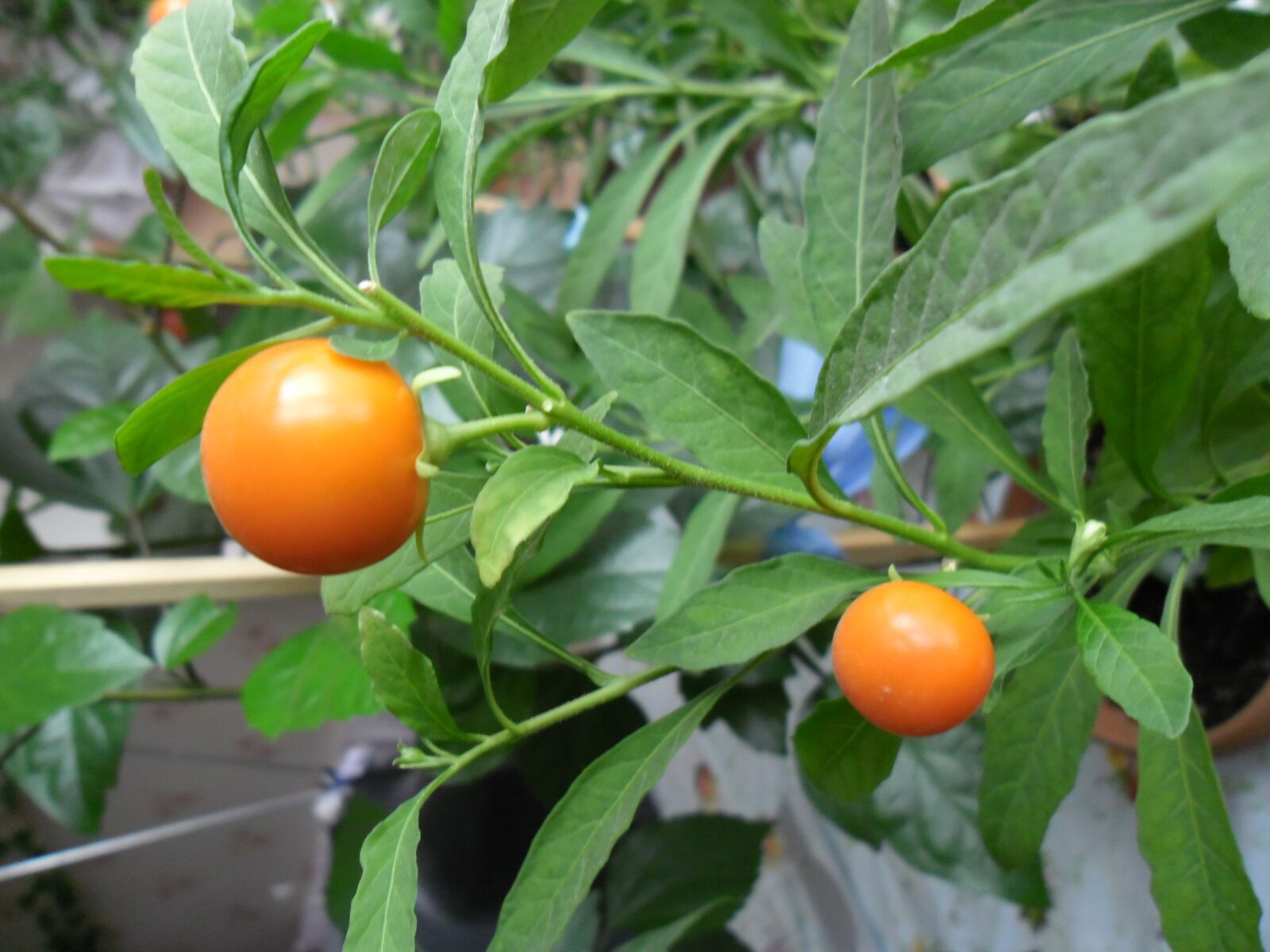Samsung ES80/ ES81 sample photo. Nightshade, nightshade loneparent, pot photography