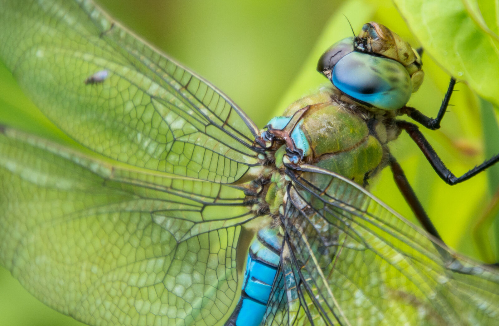 Nikon D5200 sample photo. Close, up, close, up photography