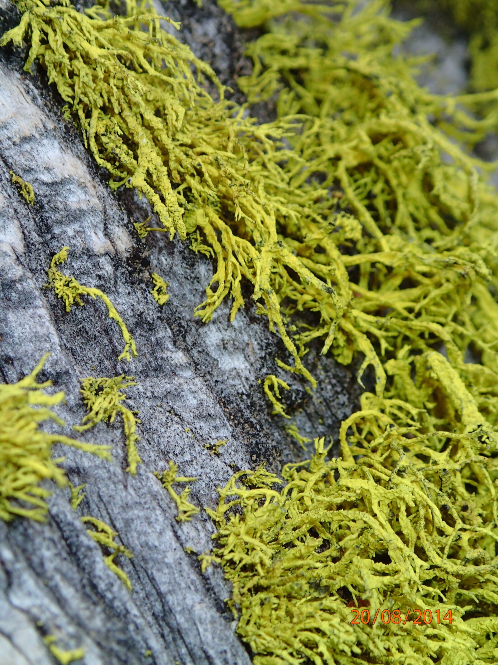 Olympus TG-2 sample photo. Tree, bark, moss photography