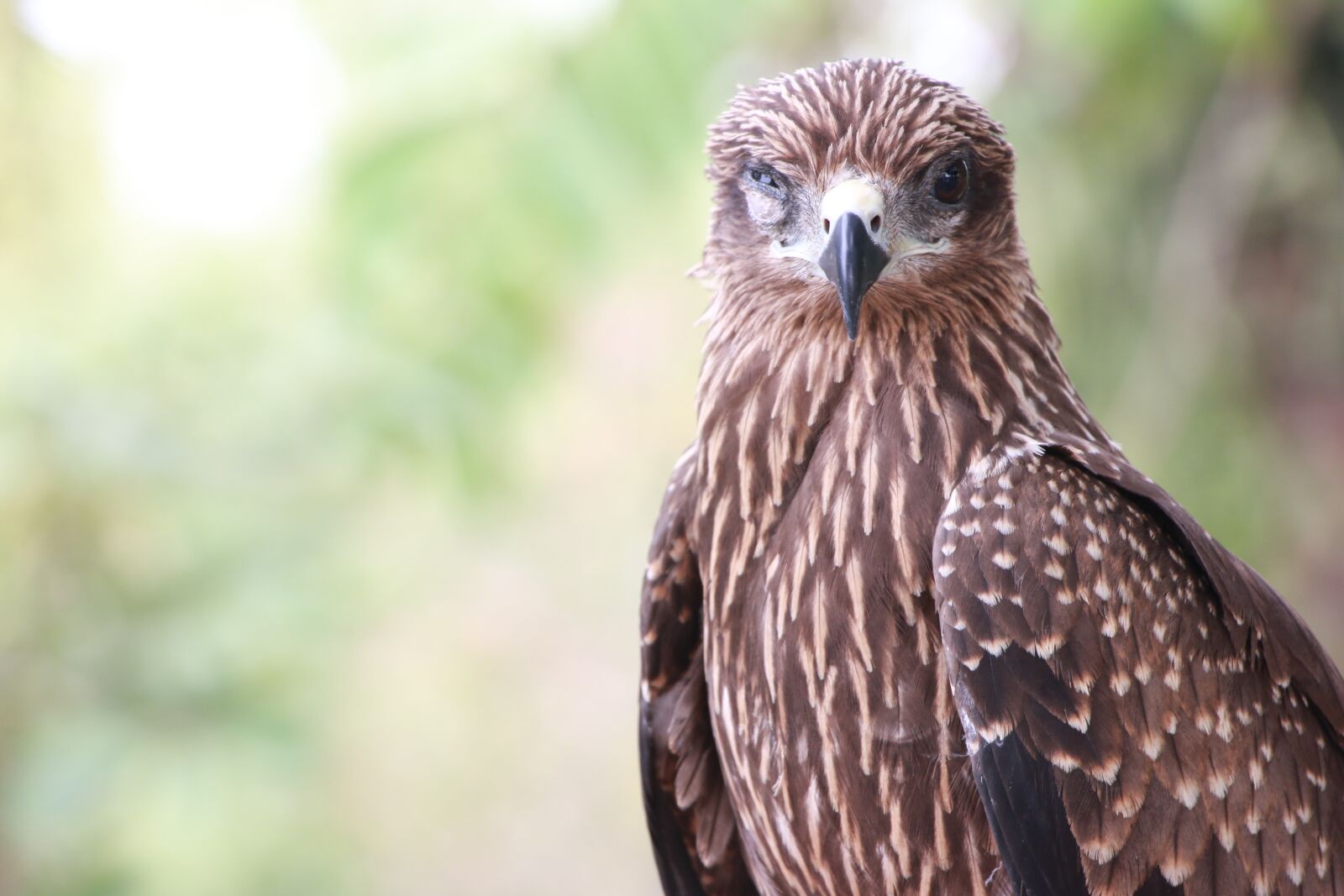 Canon EOS 70D sample photo. Bird, green, nature photography