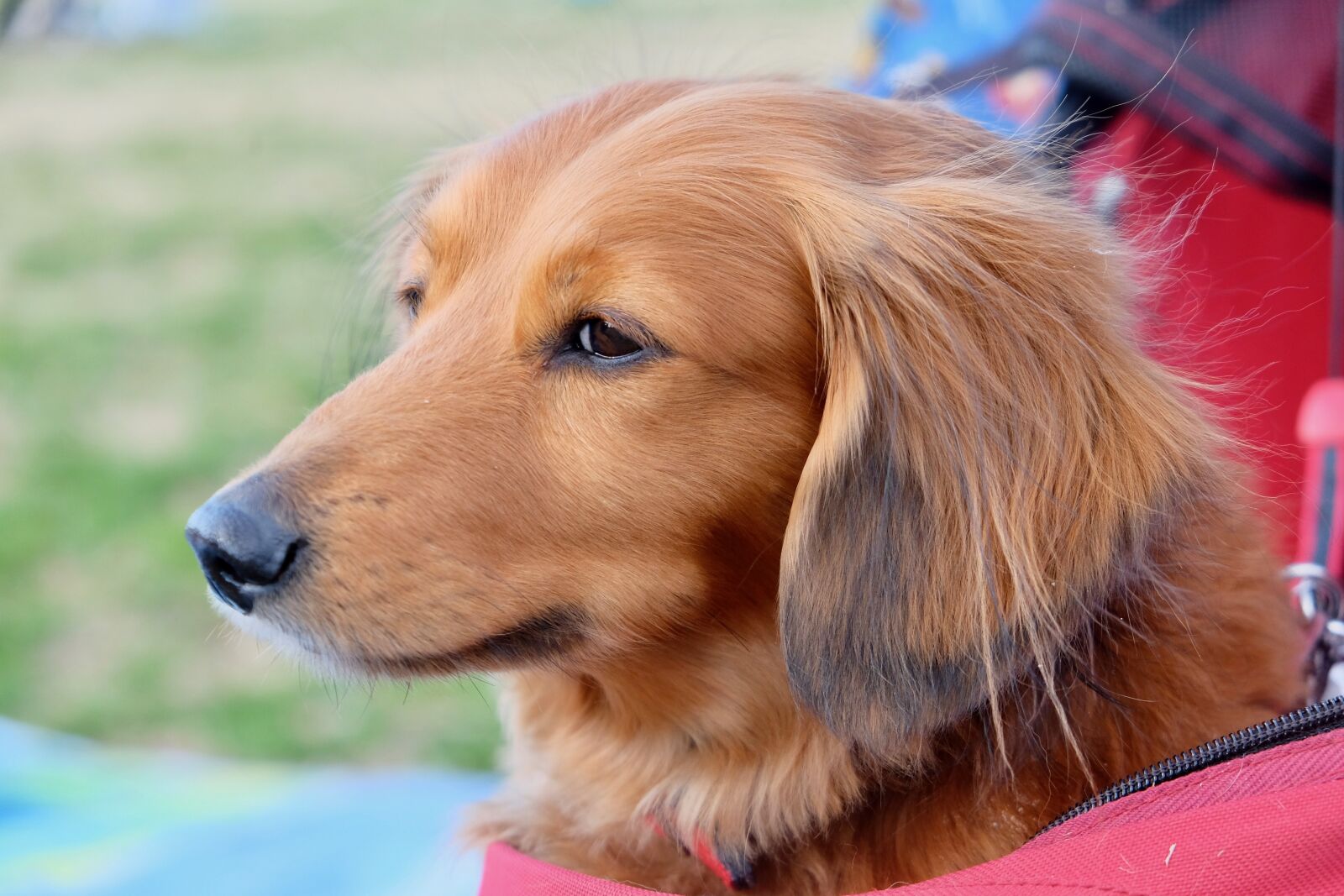 Fujifilm X-T10 sample photo. Dog, face, nose photography