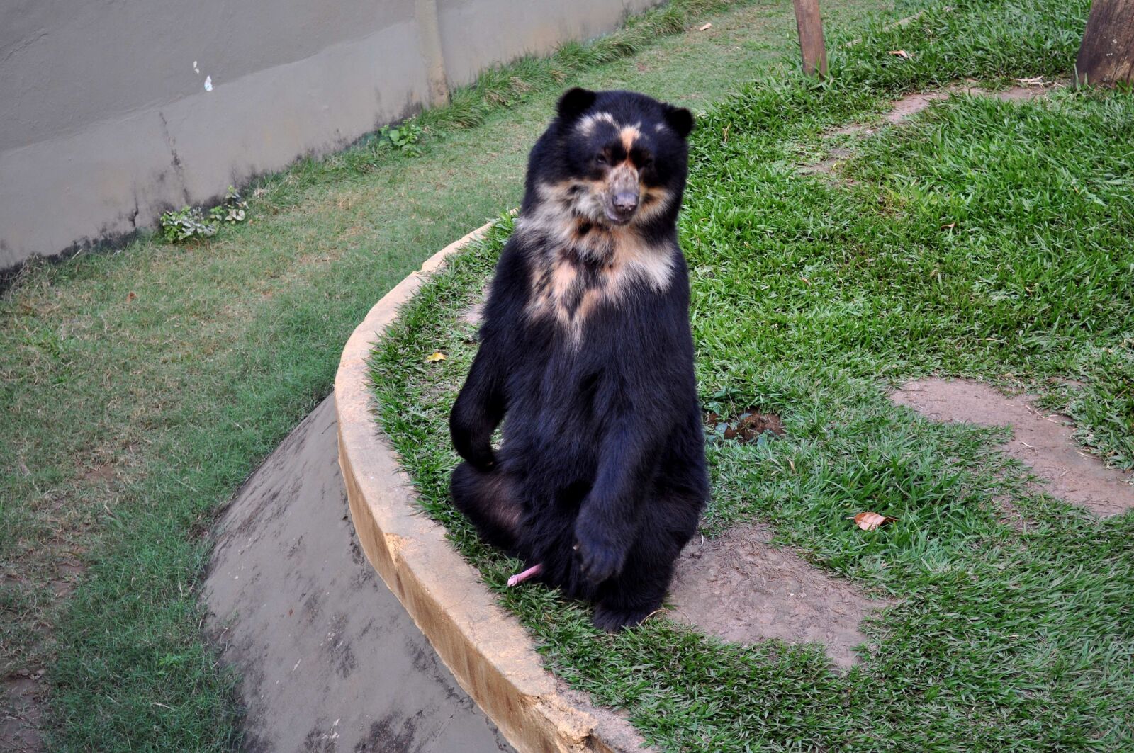 Nikon D5000 sample photo. Black bear, standing, two photography