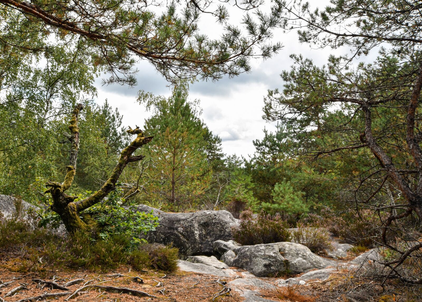Nikon D500 sample photo. Tree, rock, landscape photography