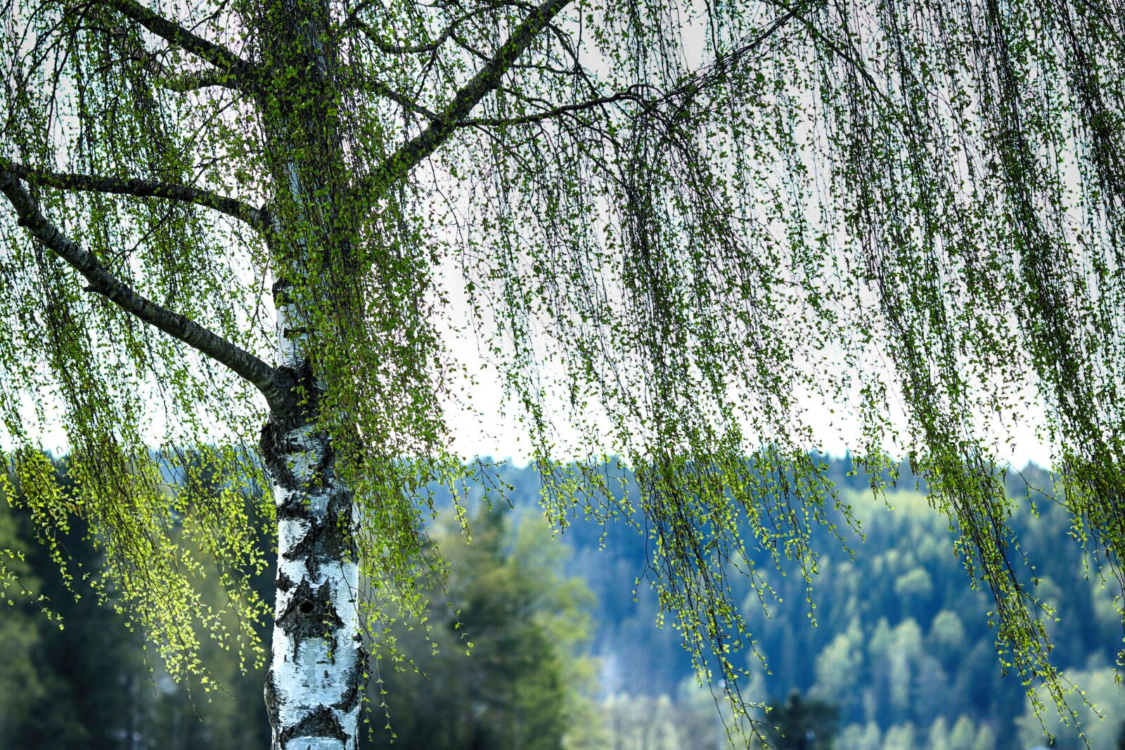 Canon EOS 7D Mark II + Canon EF 135mm F2L USM sample photo. Birch, tree, leaf photography
