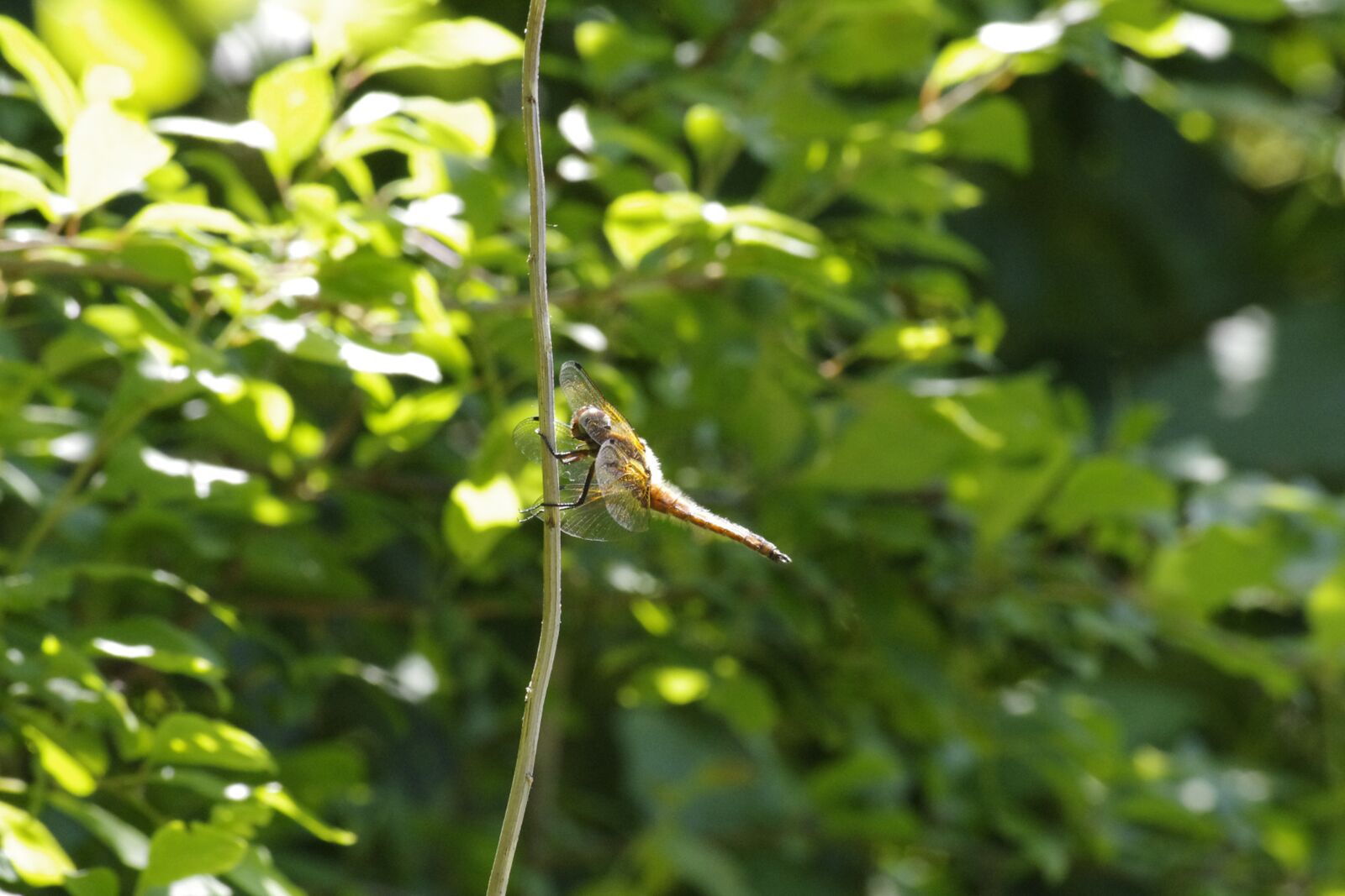 Pentax K-r sample photo. Dragonfly, nature, insect photography