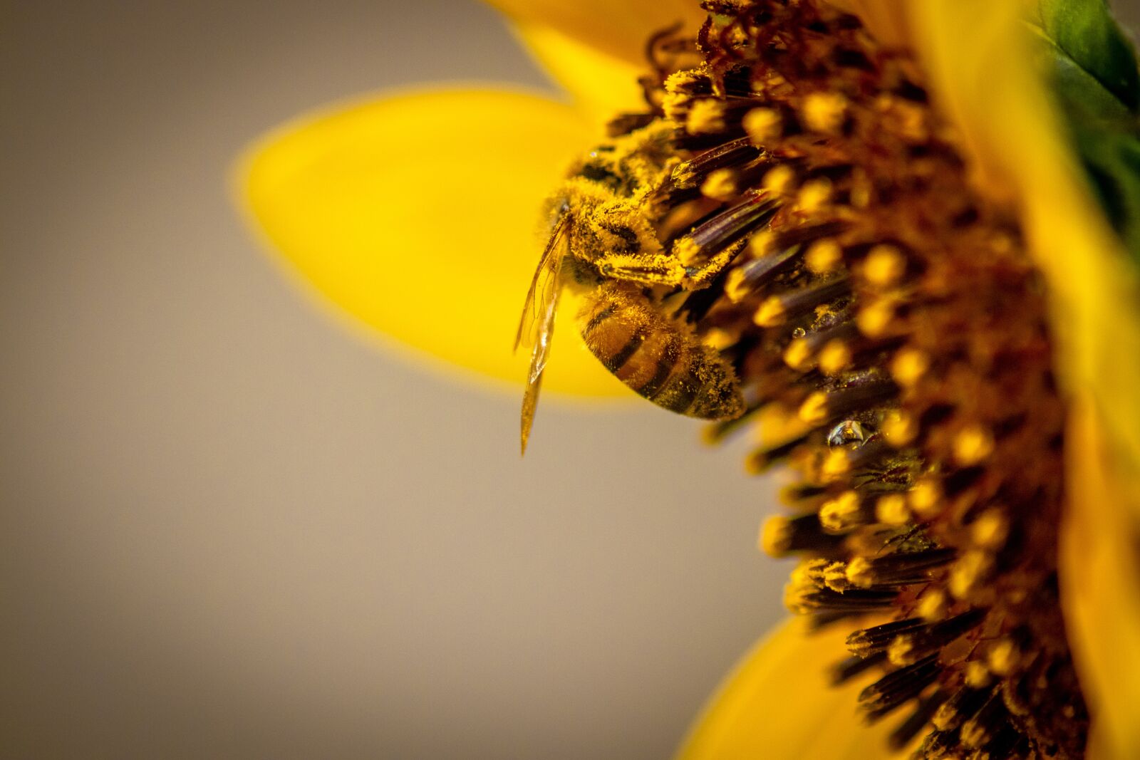 Canon EOS 200D (EOS Rebel SL2 / EOS Kiss X9) sample photo. Honey bee, bee, sunflower photography