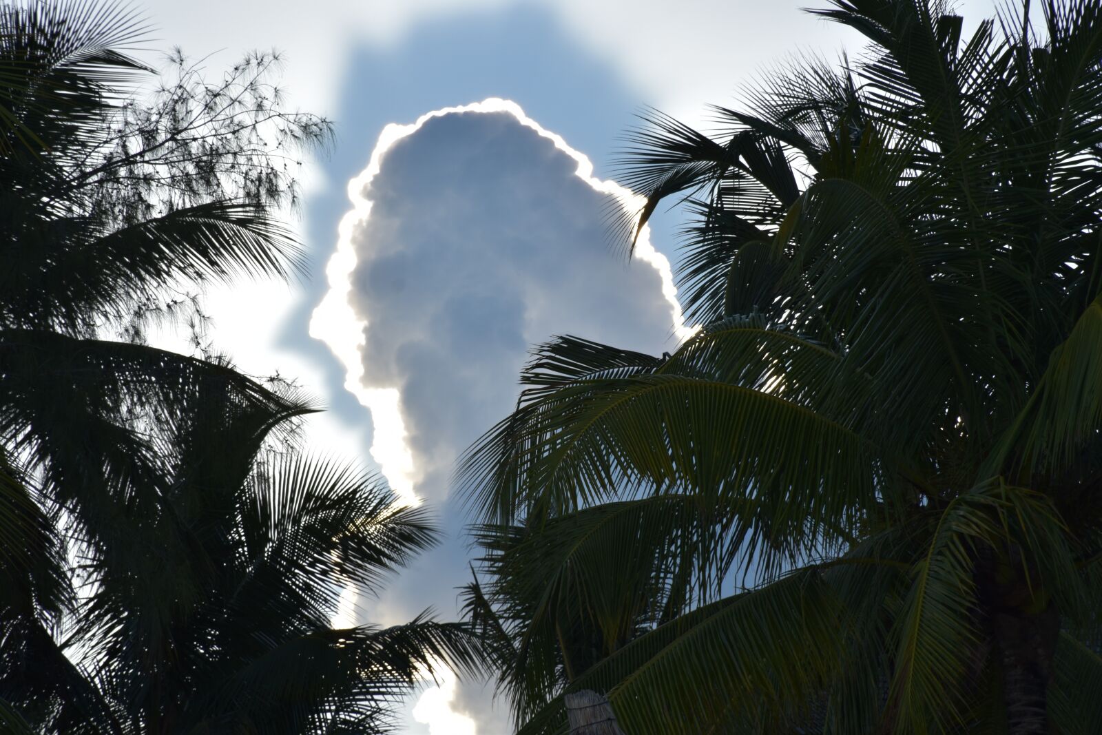 Nikon D5600 sample photo. Palms, sky, clouds photography
