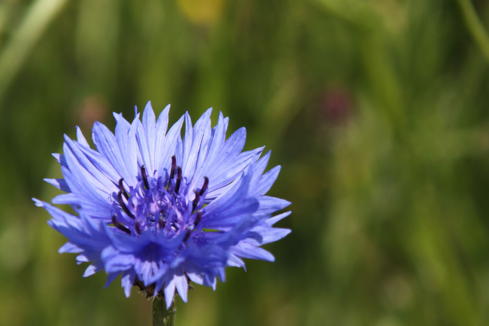 Canon EOS 500D (EOS Rebel T1i / EOS Kiss X3) sample photo. Flower, baltic sea, darss photography