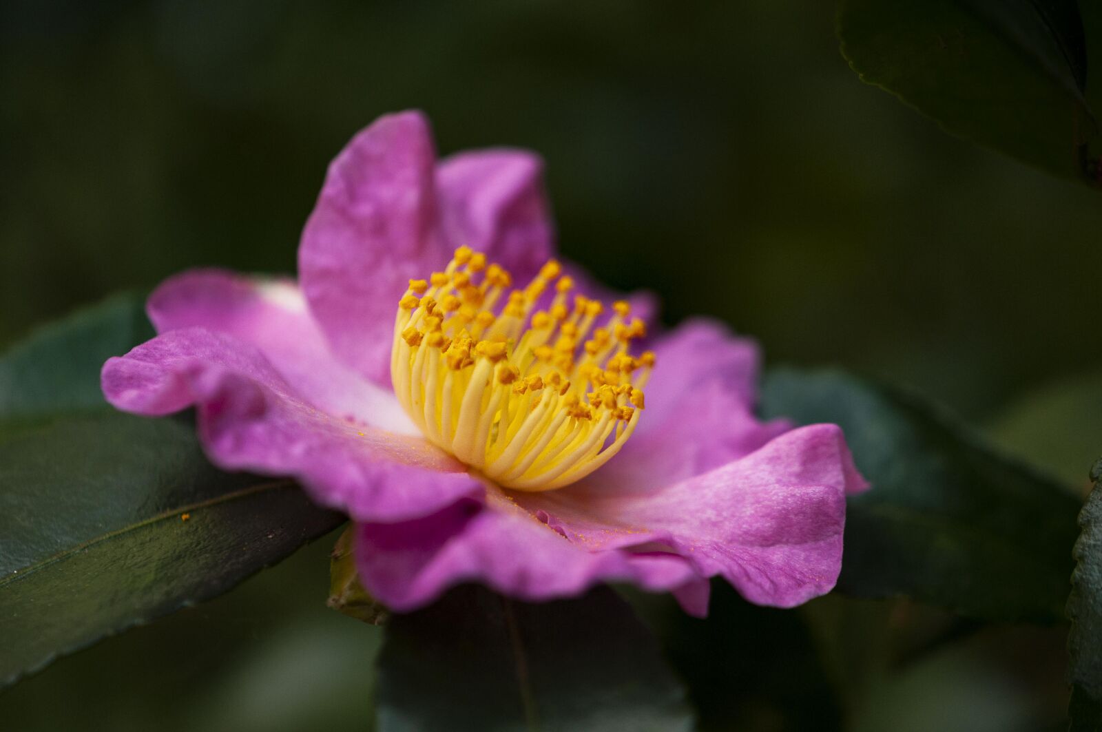 Nikon D300S sample photo. Asian holy, flower, pink photography