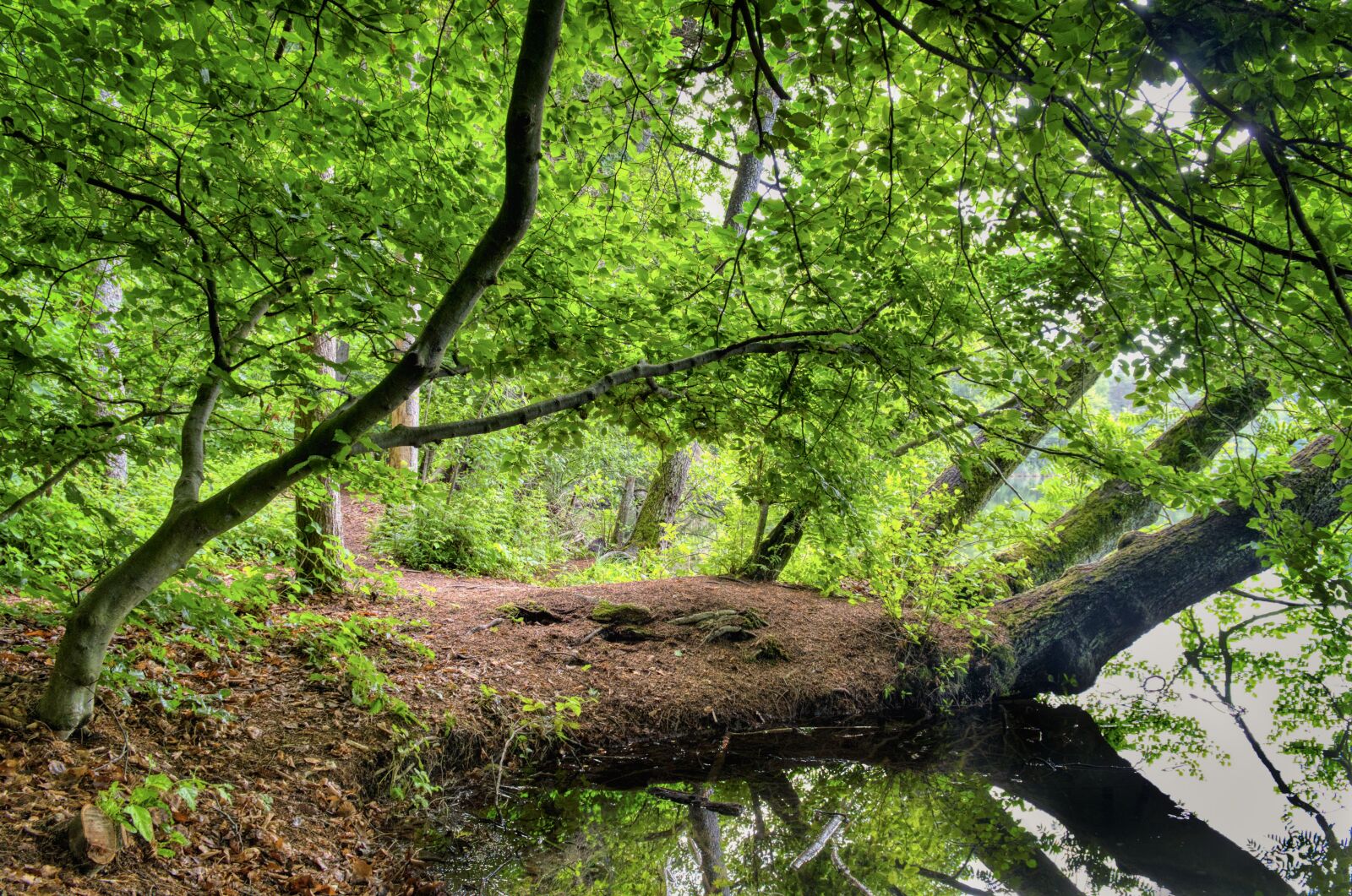Nikon D7500 sample photo. Bank, trees, plant photography