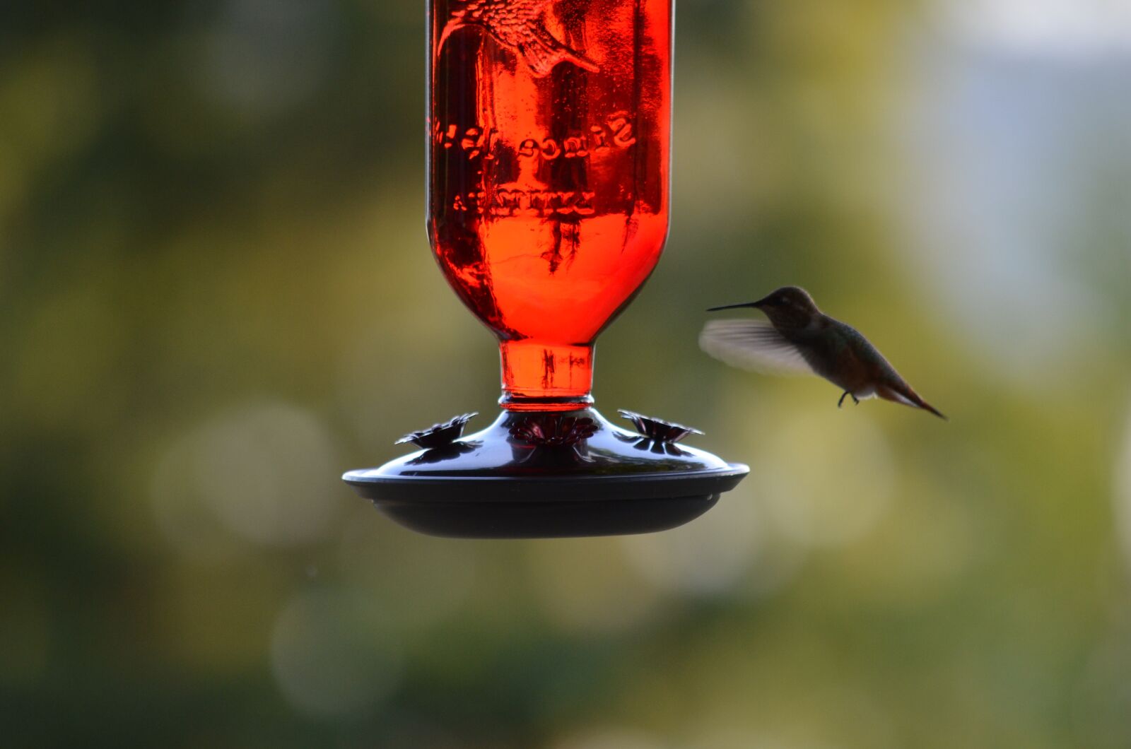 Nikon D5100 sample photo. Humming bird, bird, bird photography