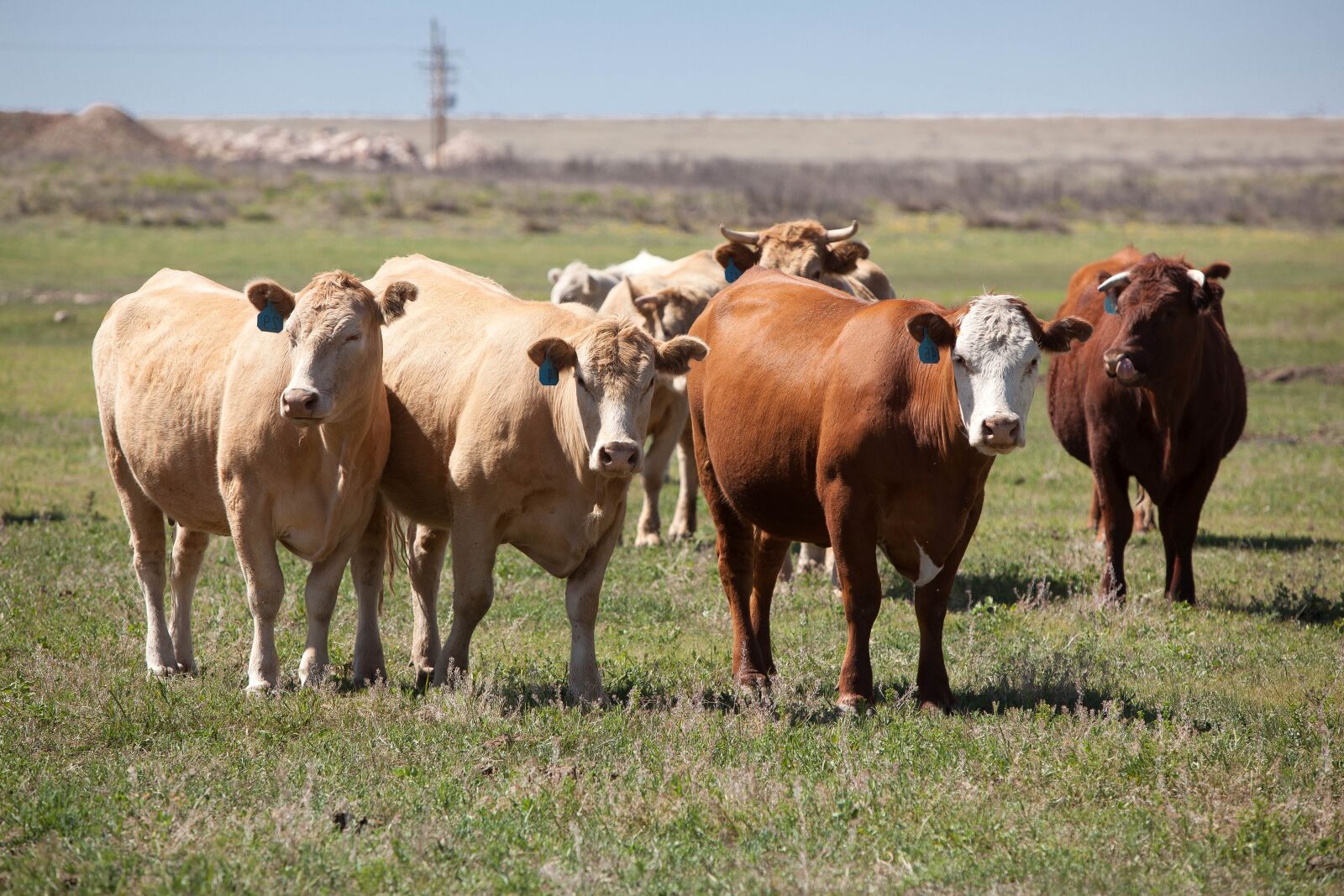 Canon EOS 5D Mark II sample photo. Cows, animals, cattle, ranch photography
