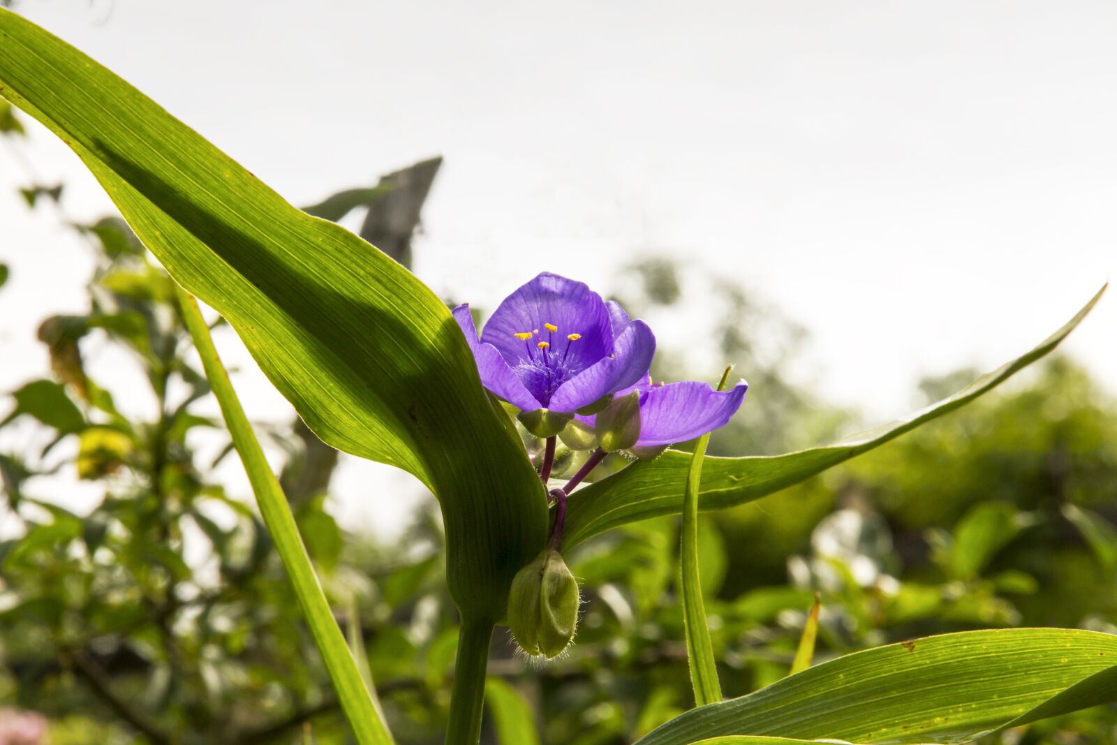 Canon EOS 7D sample photo. Three master of flowers photography