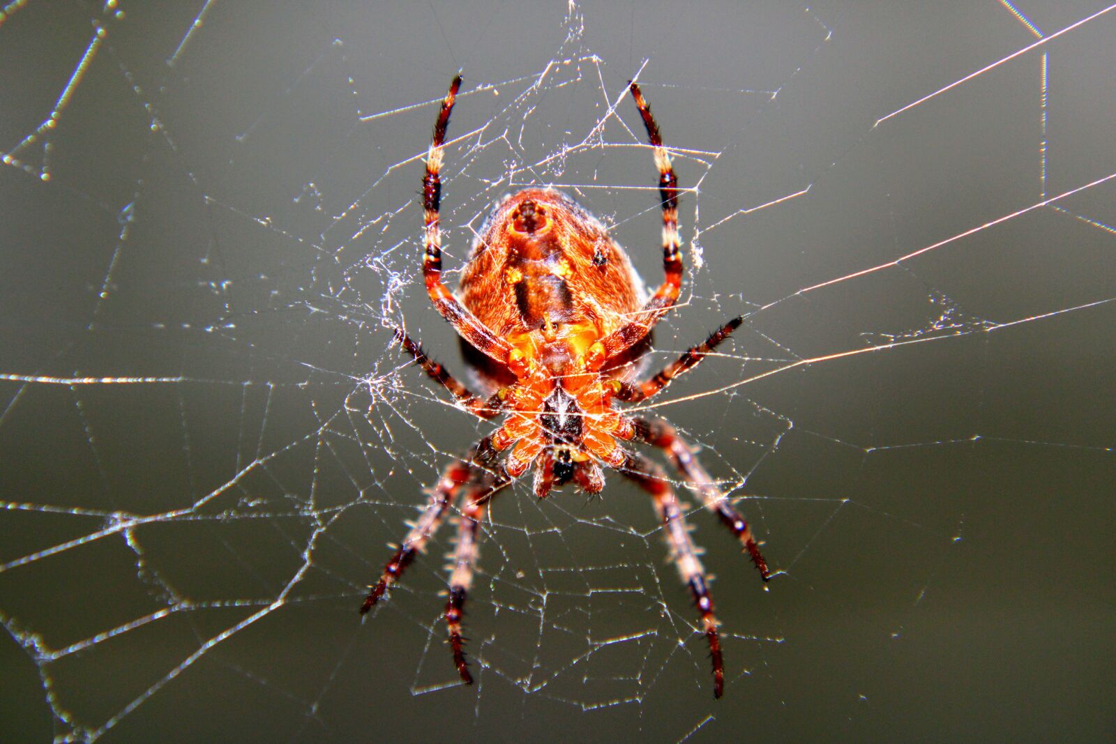 Canon EOS 2000D (EOS Rebel T7 / EOS Kiss X90 / EOS 1500D) sample photo. Spider, spinnenweb, spider web photography