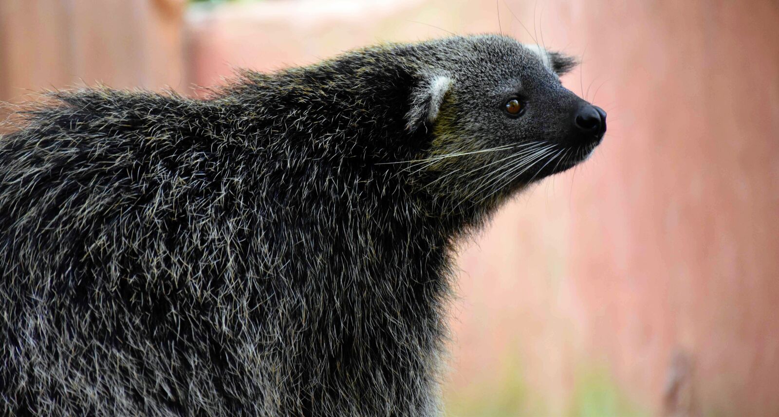 Nikon D5500 sample photo. Bearcat, conservation, palawan photography