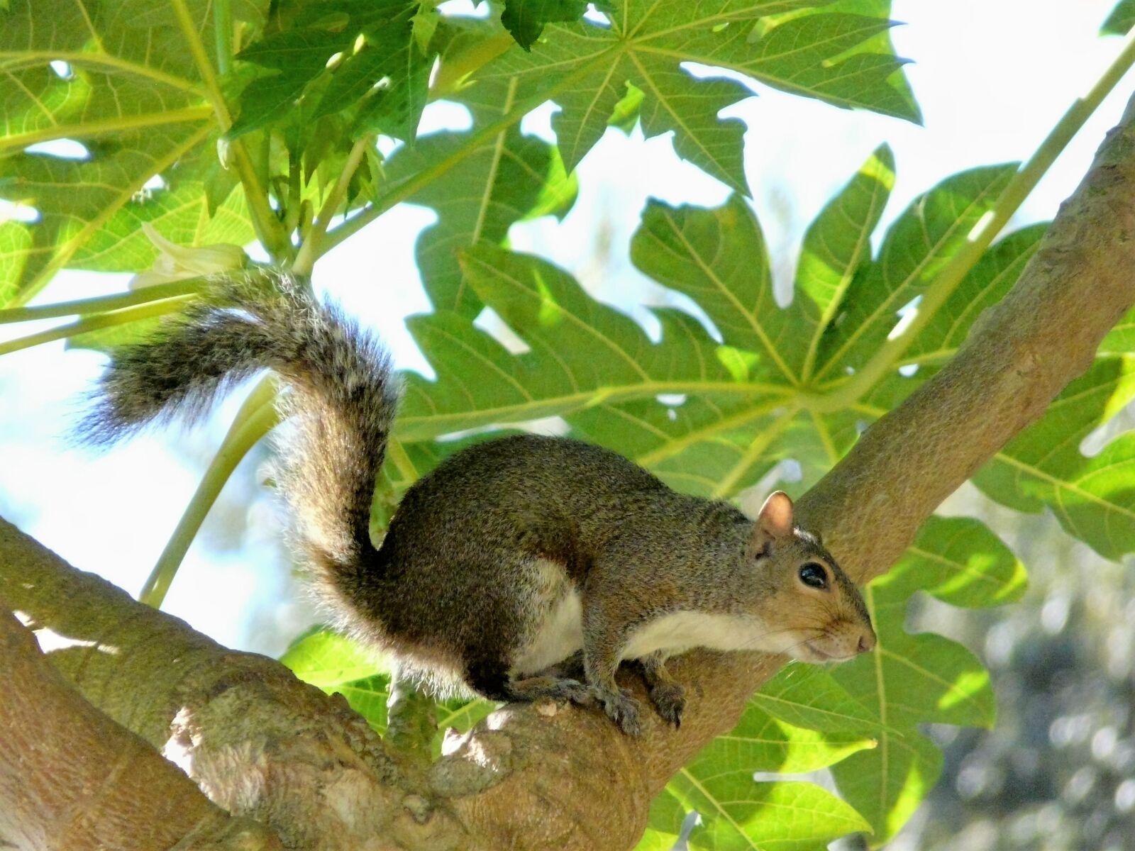 Panasonic DMC-FZ18 sample photo. Animals, nature, squirrel, tree photography