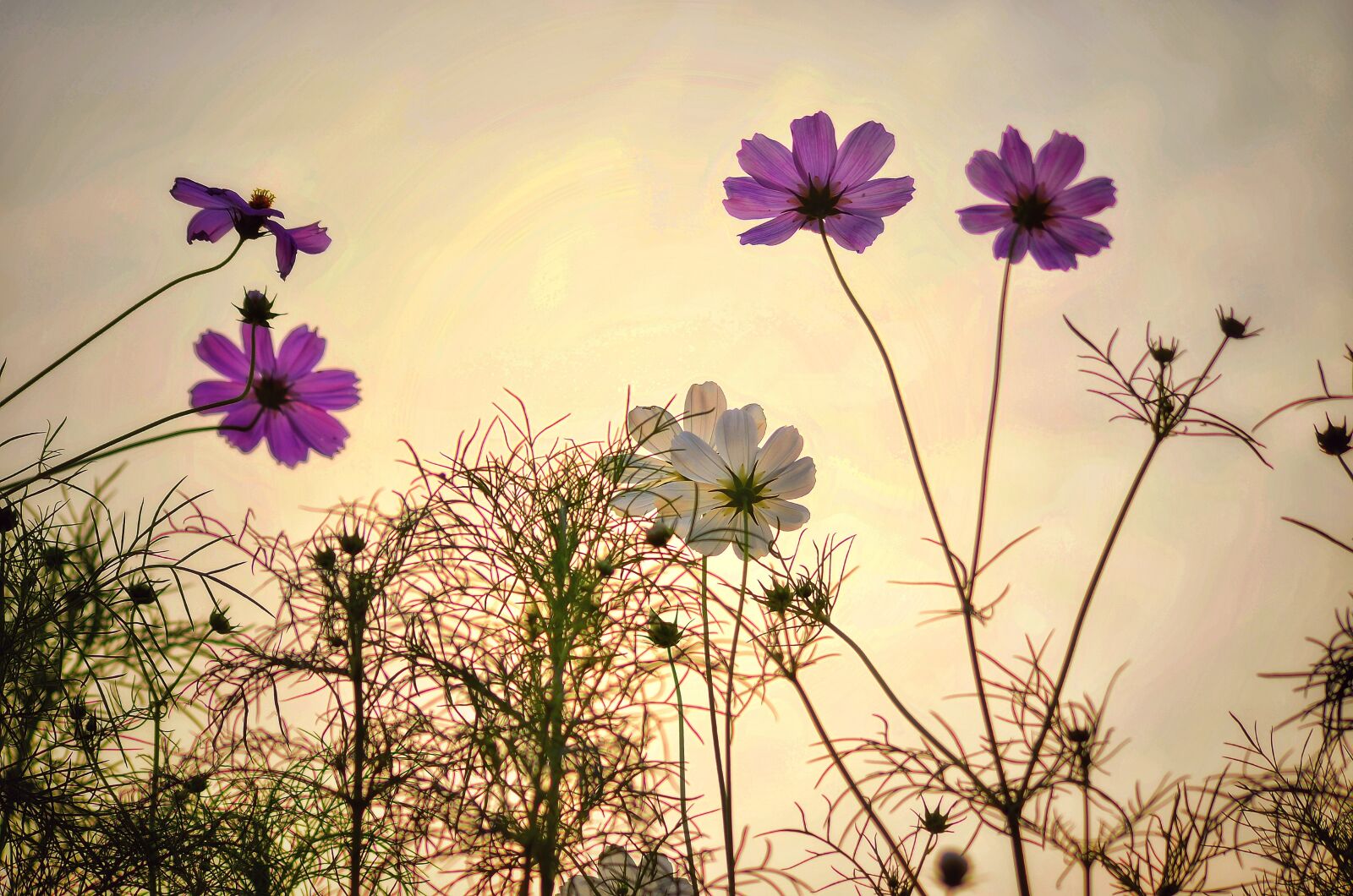 Nikon D5100 sample photo. Flowers, morning, nyc photography
