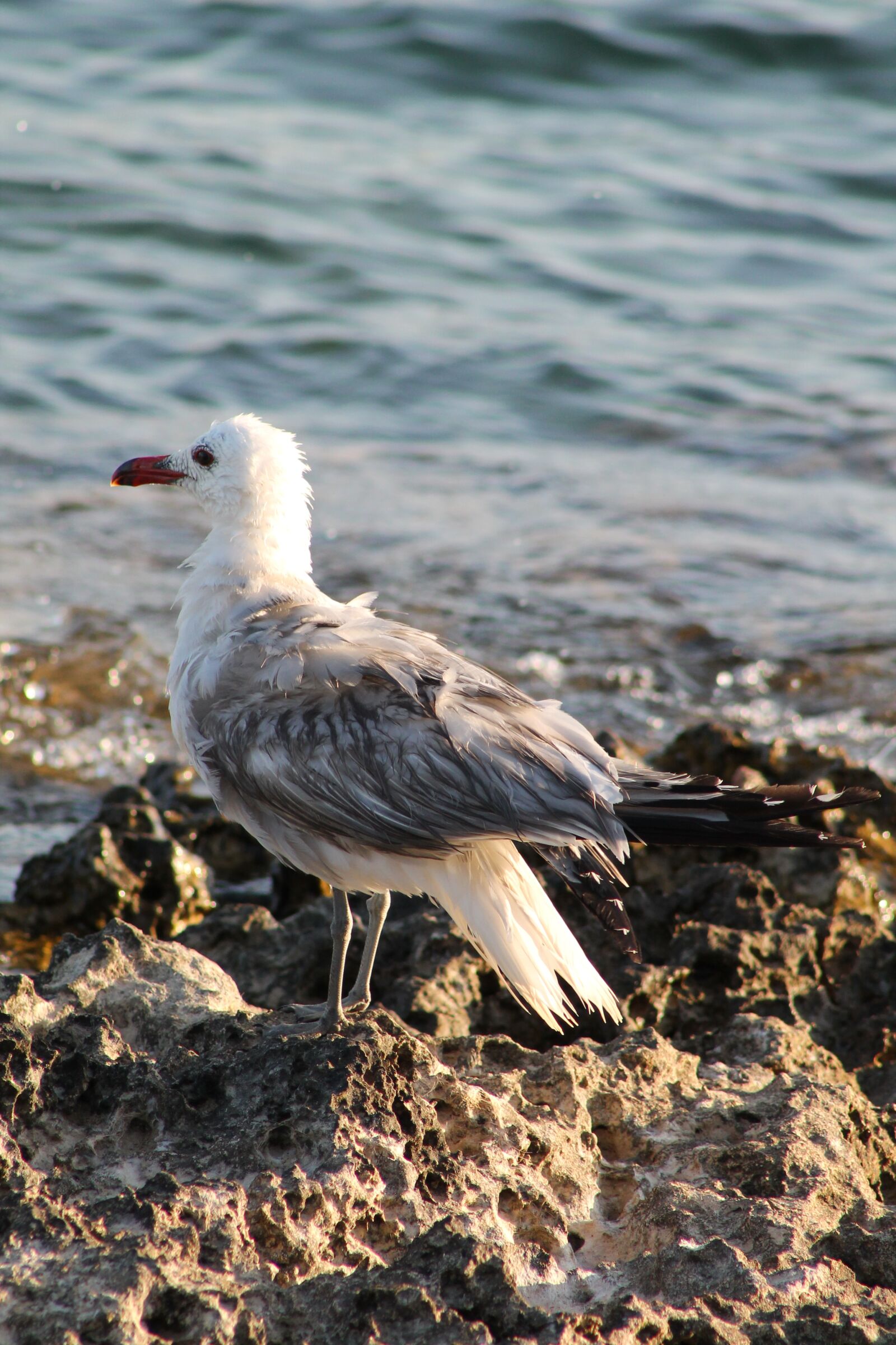 Canon EF75-300mm f/4-5.6 sample photo. Seagull, wet, bird photography