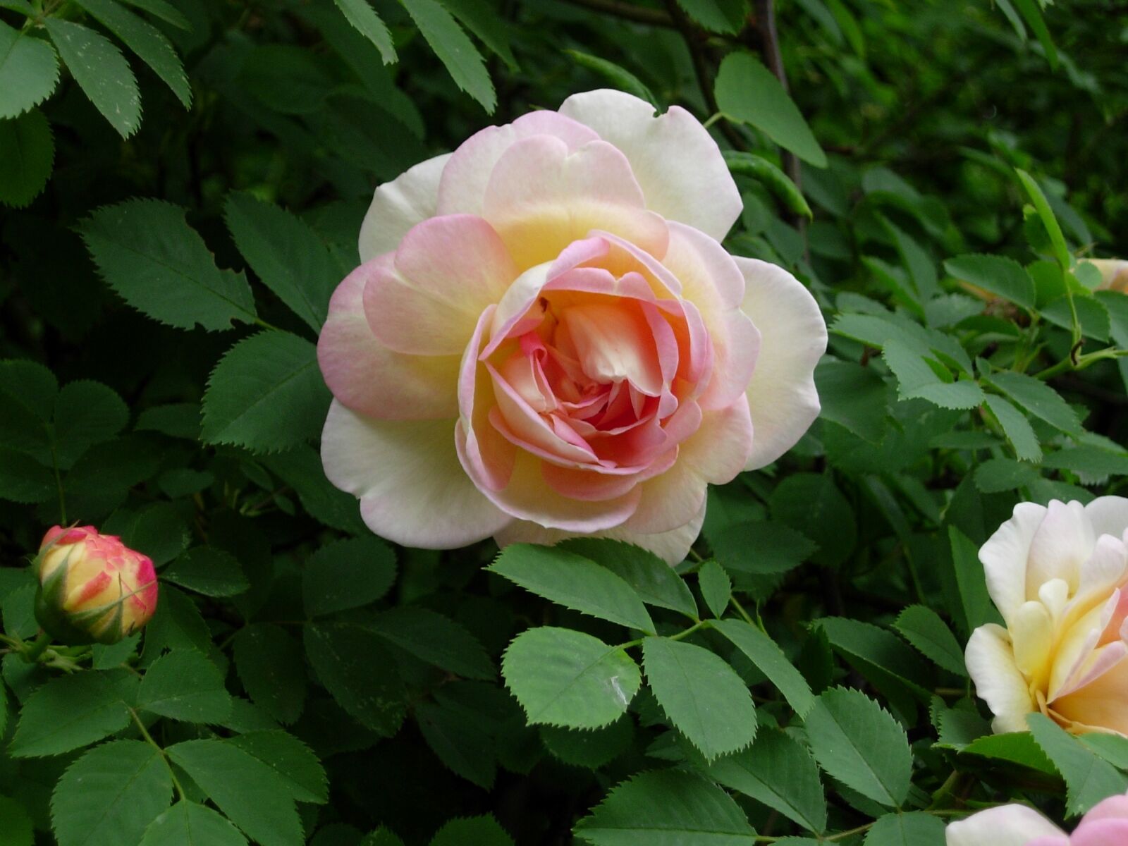 Nikon E4200 sample photo. Rose, flower, rose flower photography