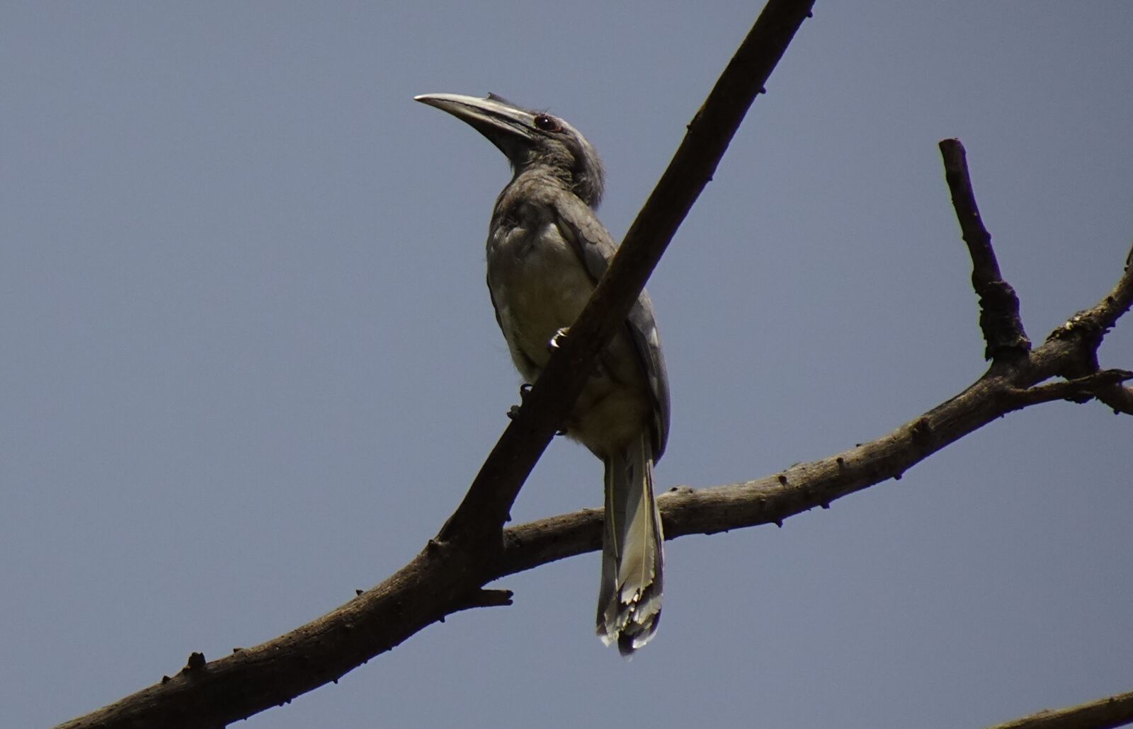 Sony DSC-WX800 sample photo. Bird, hornbill, indian photography