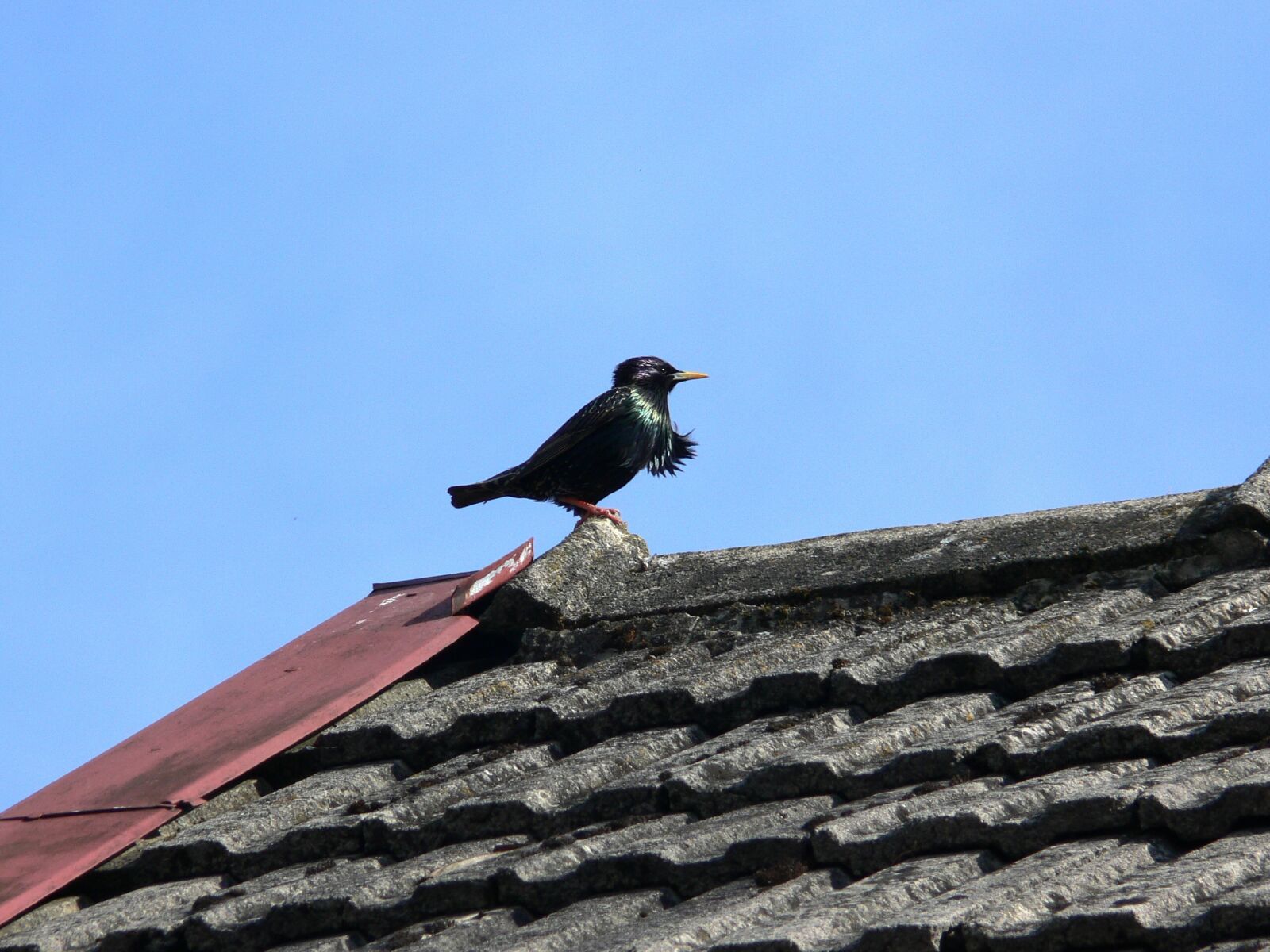 Panasonic DMC-FZ30 sample photo. Starling, spring, birds singing photography