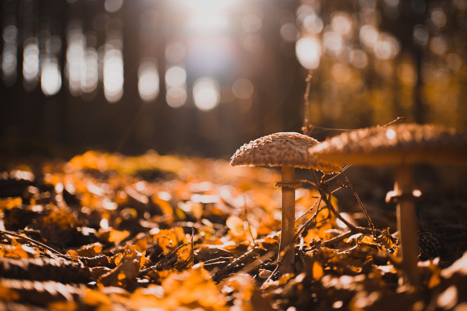 Sony FE 35mm F1.8 sample photo. Fungus, wood, mushrooms photography
