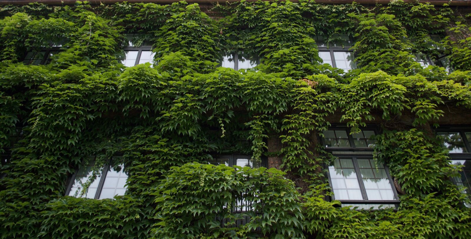 Nikon D3200 sample photo. House, overgrown, windows photography