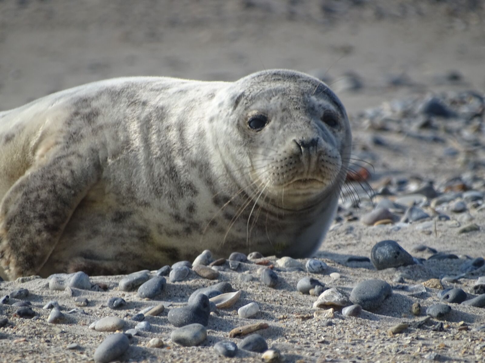Sony Cyber-shot DSC-HX350 sample photo. Robbe, seal, helgoland photography