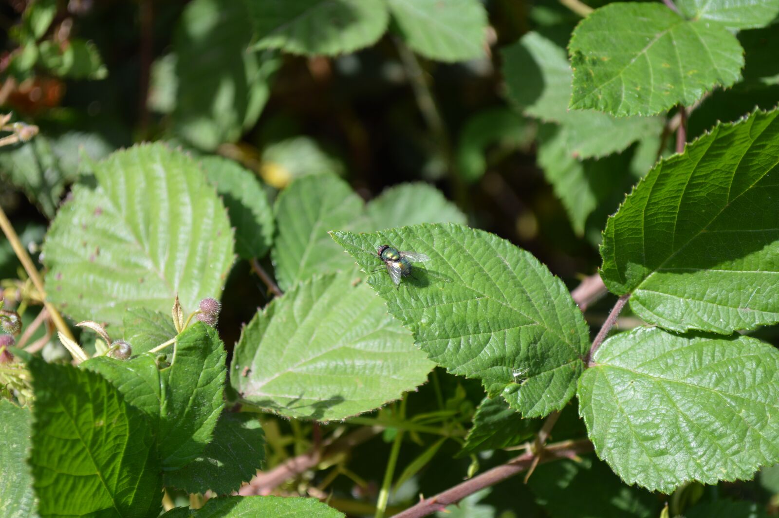 Nikon D3200 sample photo. Leaf, nature, flora photography