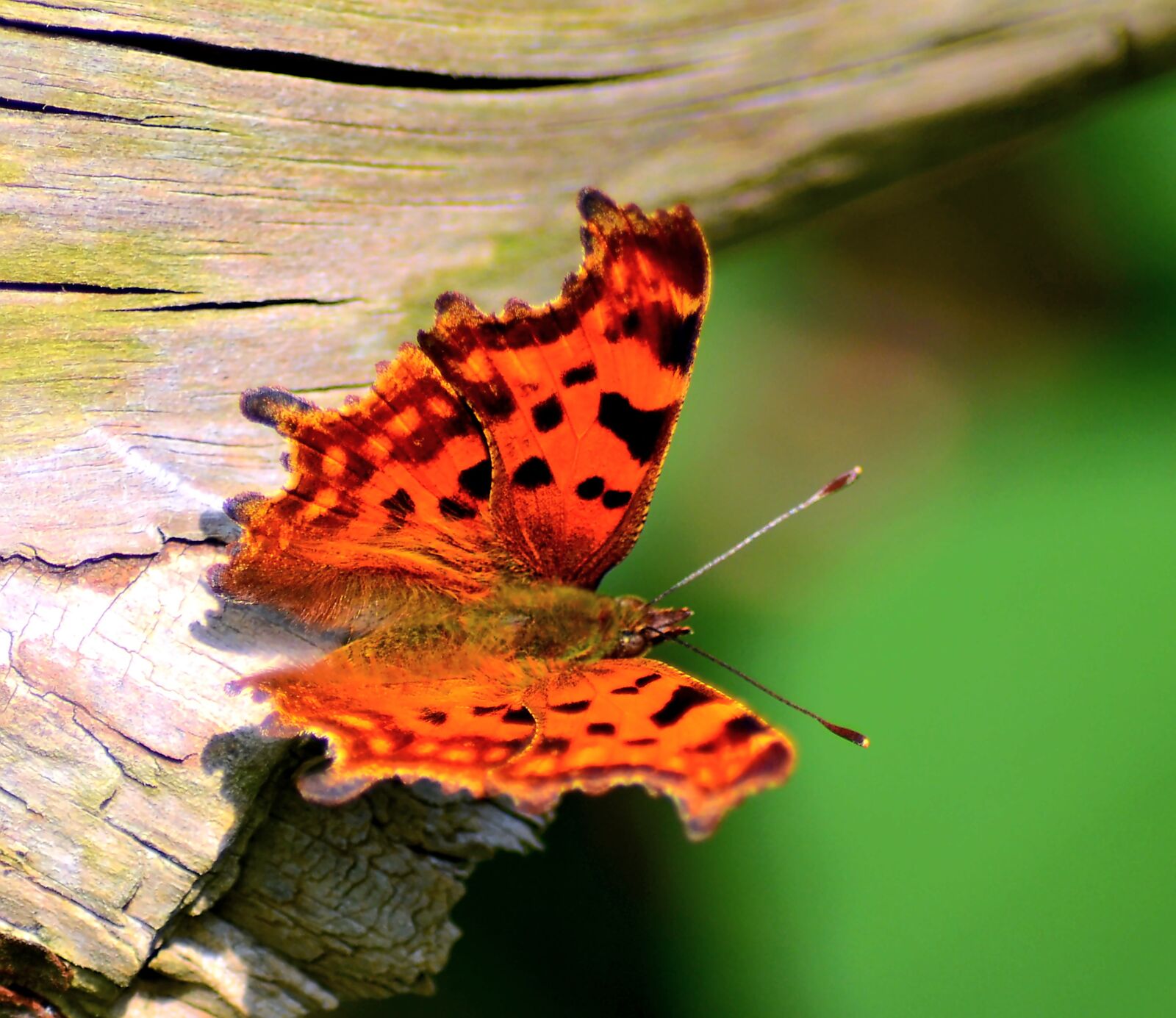 Nikon D5100 sample photo. Butterfly, insect, close up photography